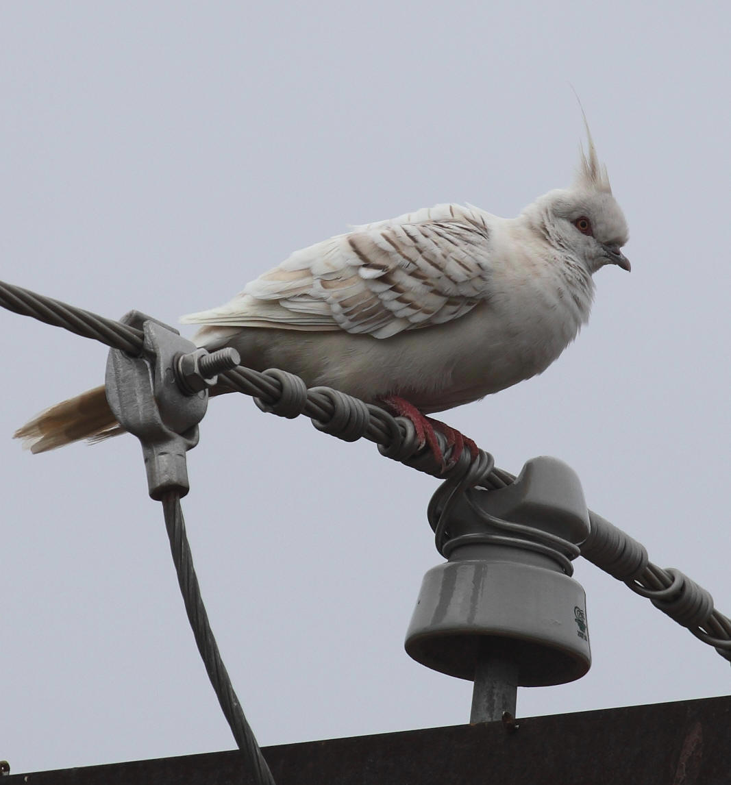 Crested Pigeon Ocyphaps lophotes