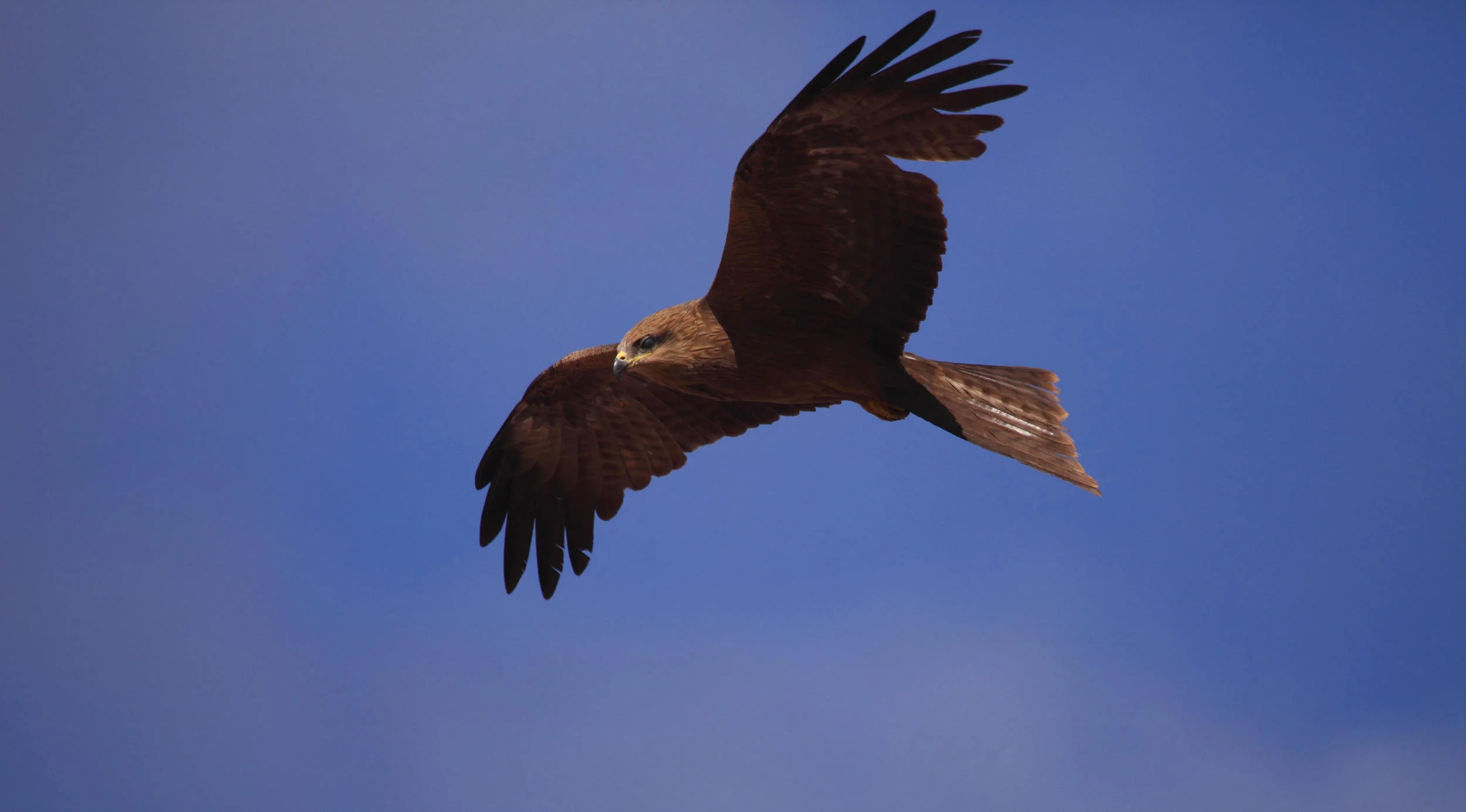Black Kite Milvus migrans
