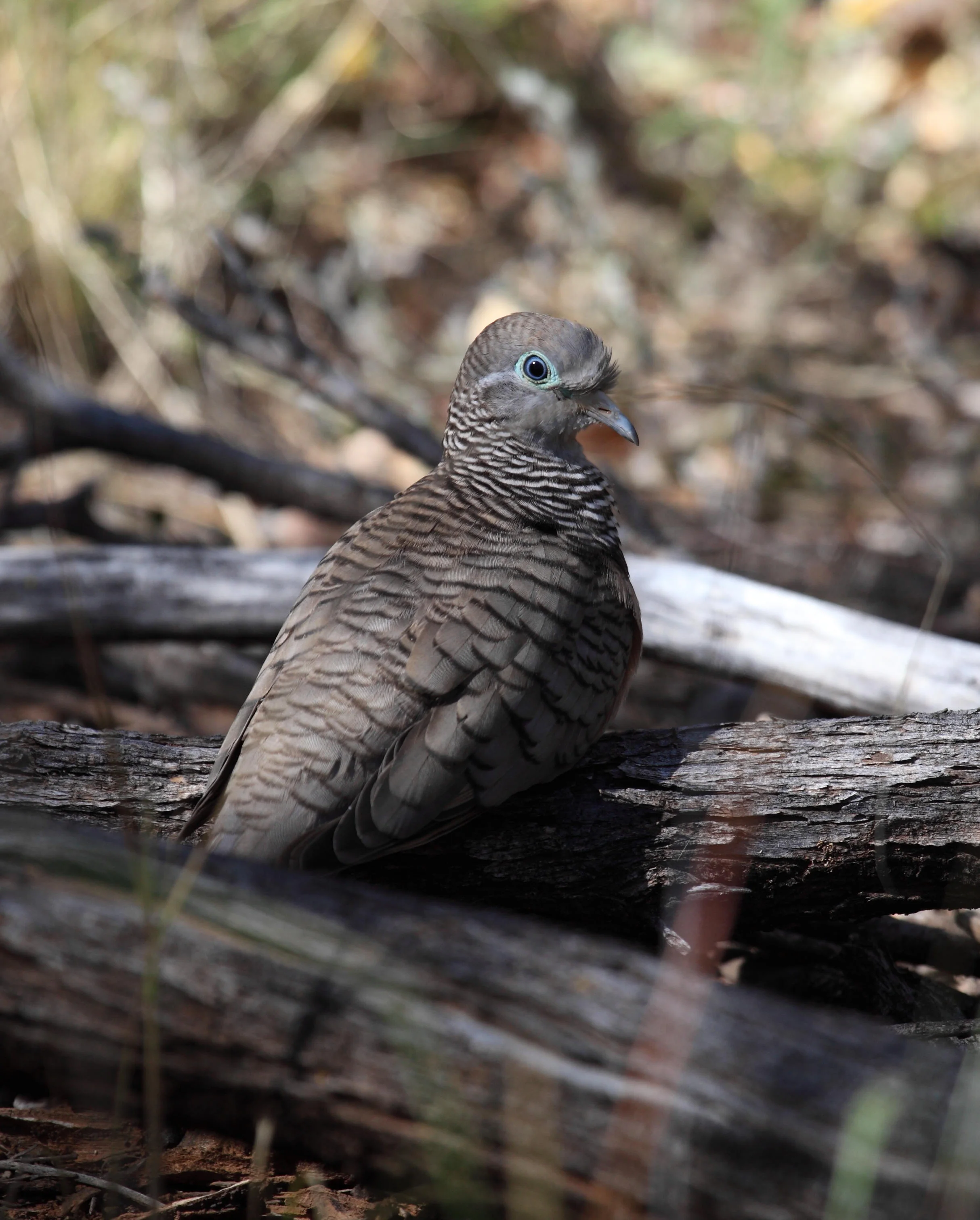 Peaceful Dove Geopelia placida