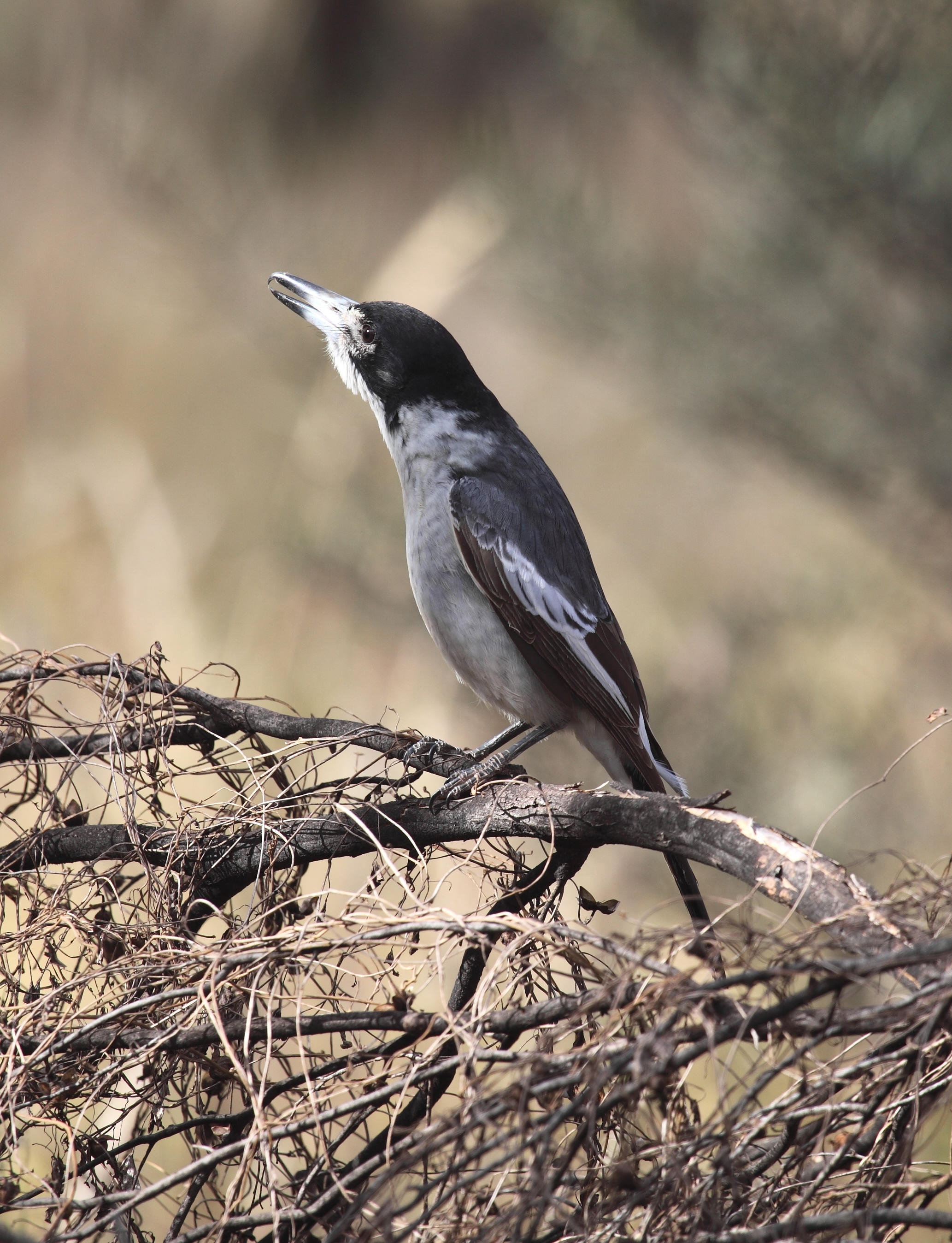 Grey Butcherbird Cracticus torquatus