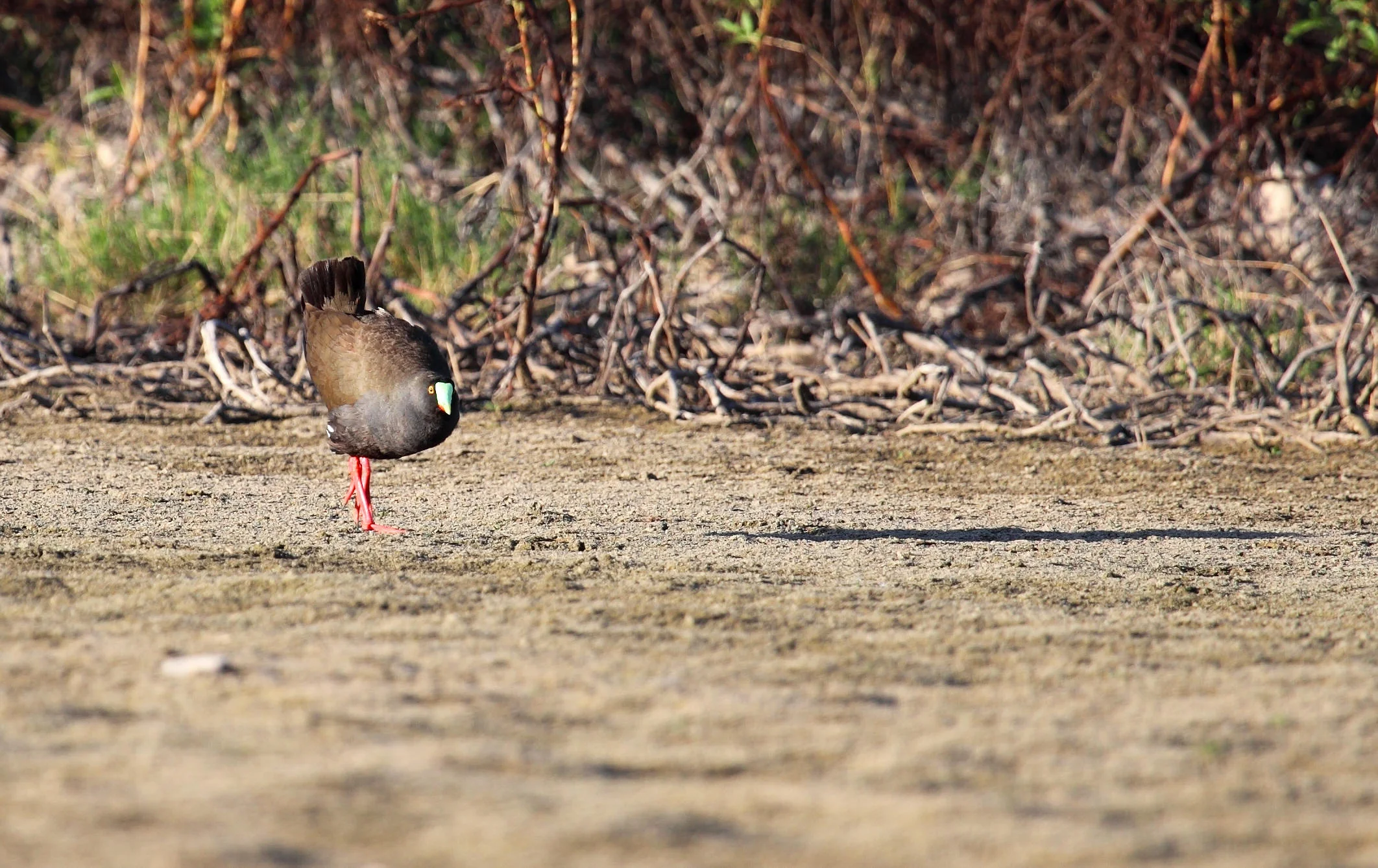 Black-tailed Native-hen  Tribonyx ventralis