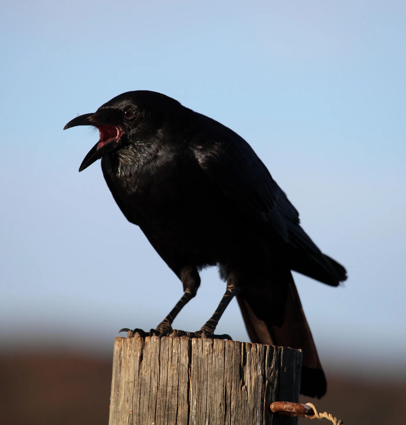 Immature Little Crow Corvus bennetti