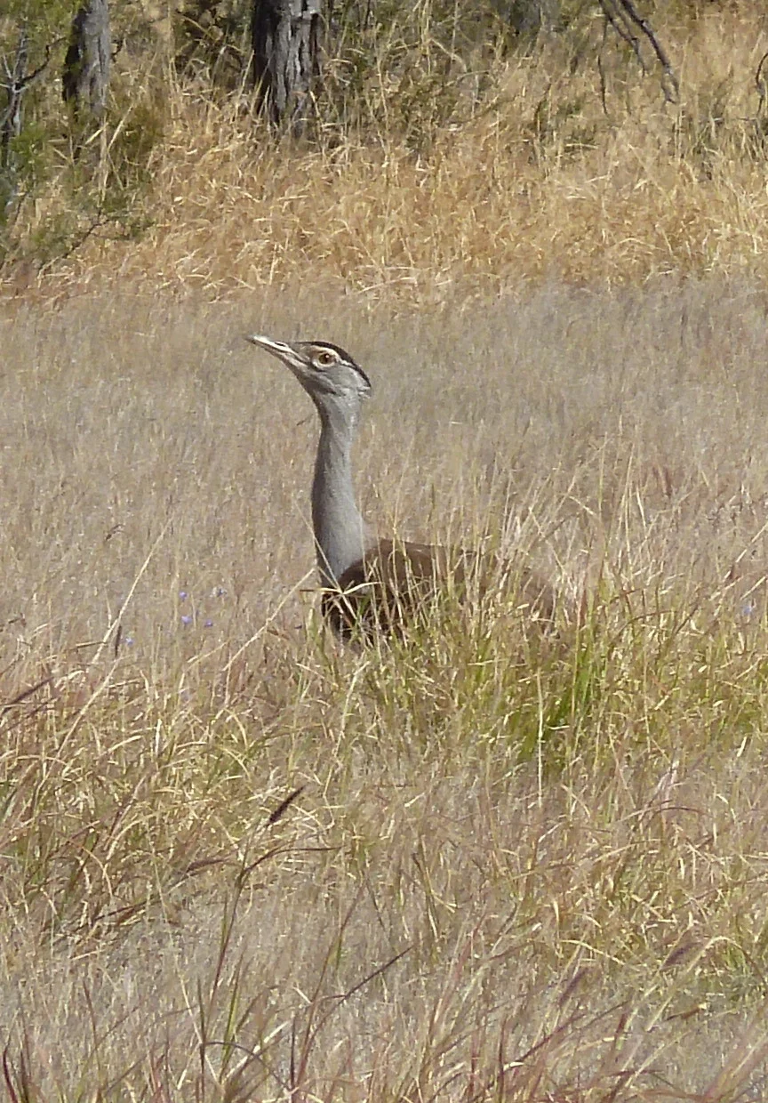 Australian Bustard Ardeotis australis , on Colonel Rose Drive sent in by guest photographer Matt Lefeuvre