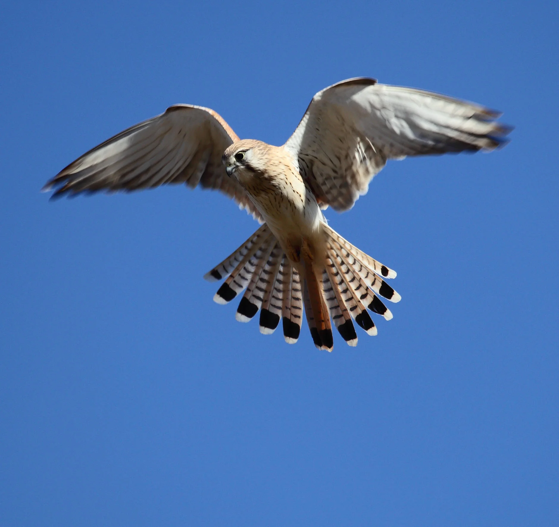 Nankeen Kestrel Falco cenchroides