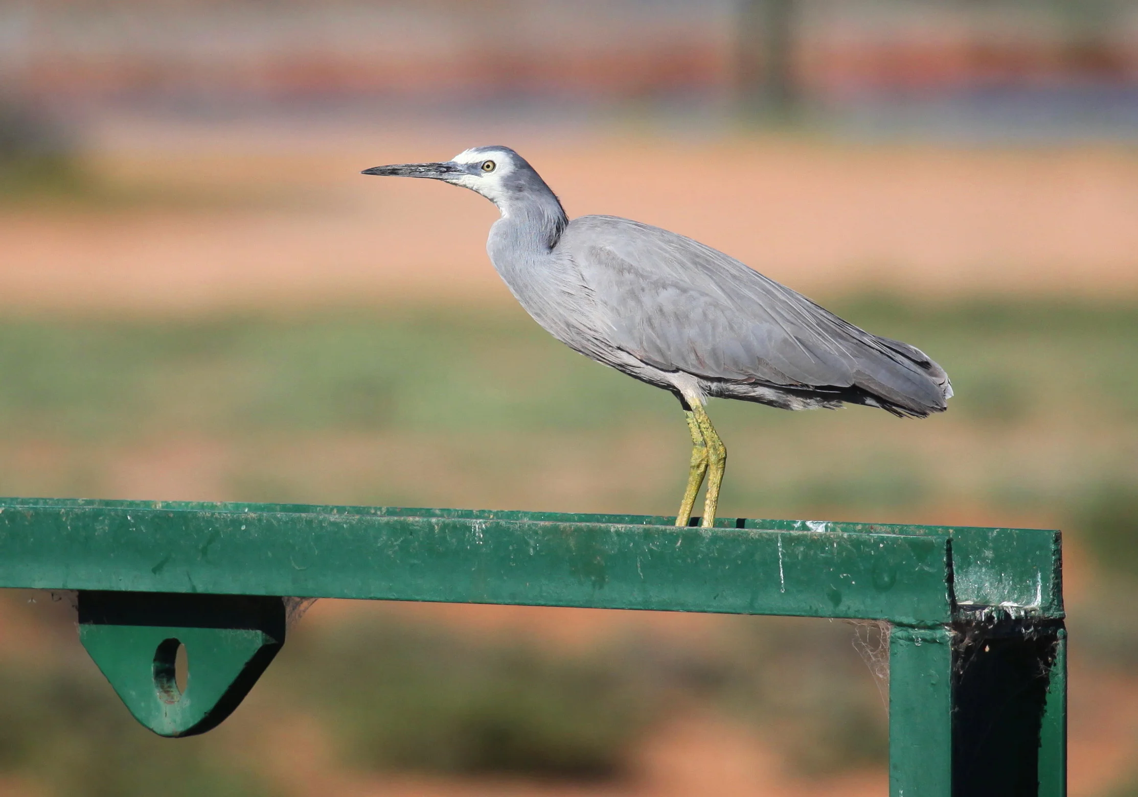 White-faced Heron Egretta novaehollandiae