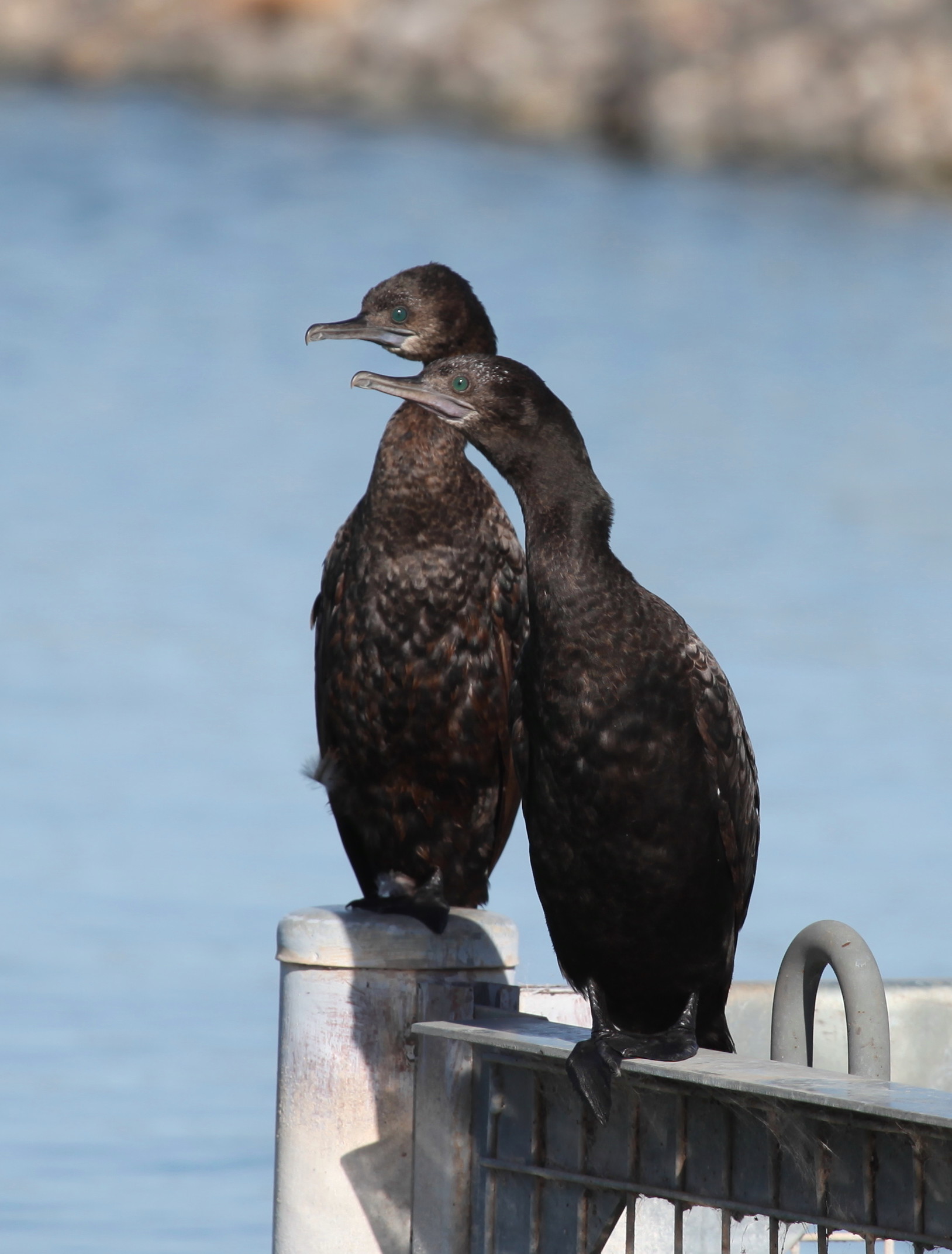 Little Black Cormorant Phalacrocorax sulcirostris