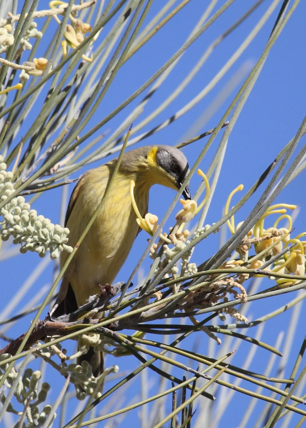 Grey-headed Honeyeater Lichenostomus keartlandii