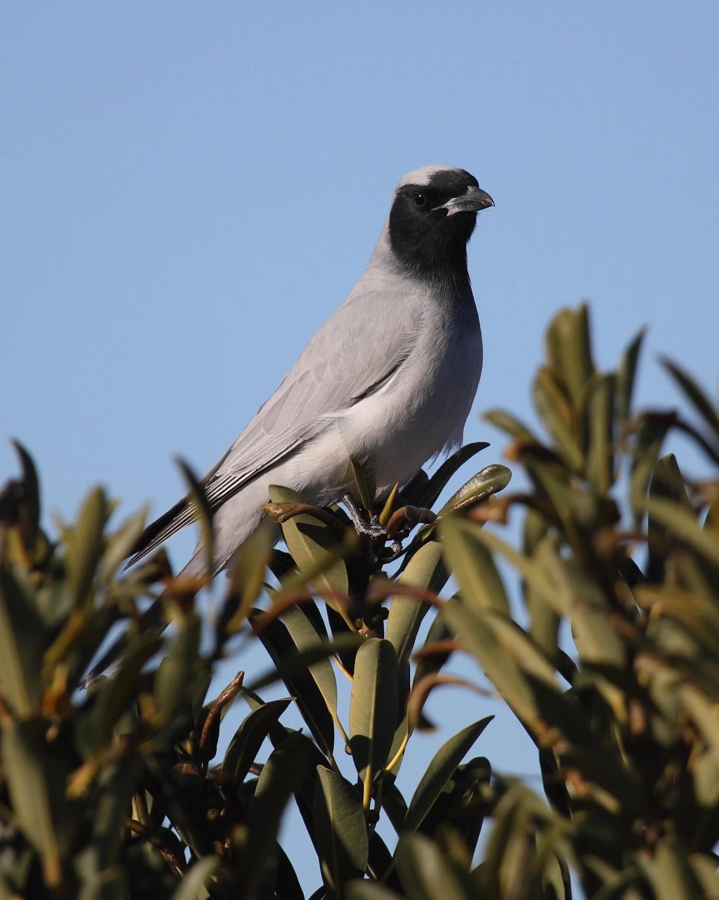 Black-faced Cuckoo-shrike Coracina novaehollandiae