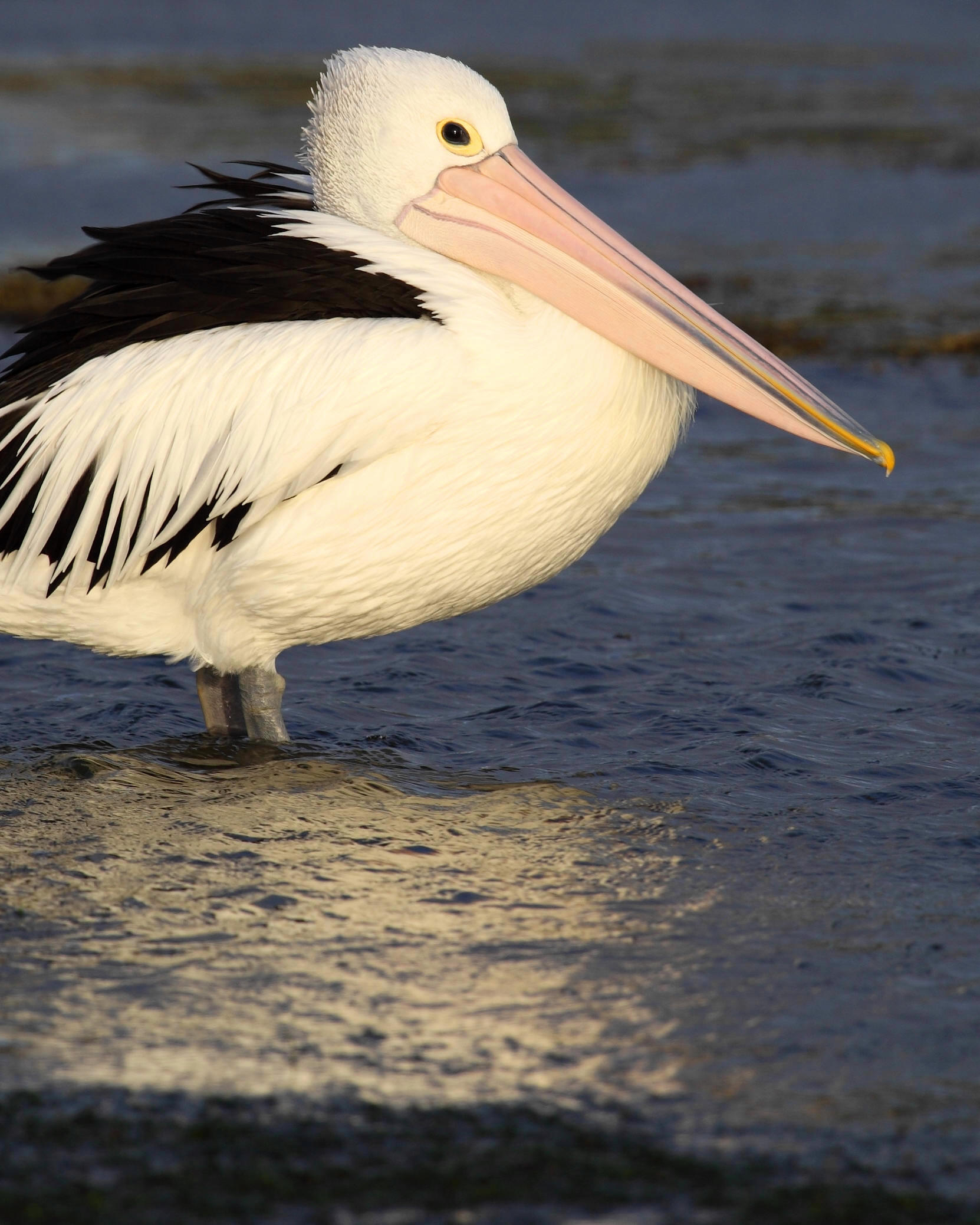 Australian Pelican Pelecanus conspicillatus