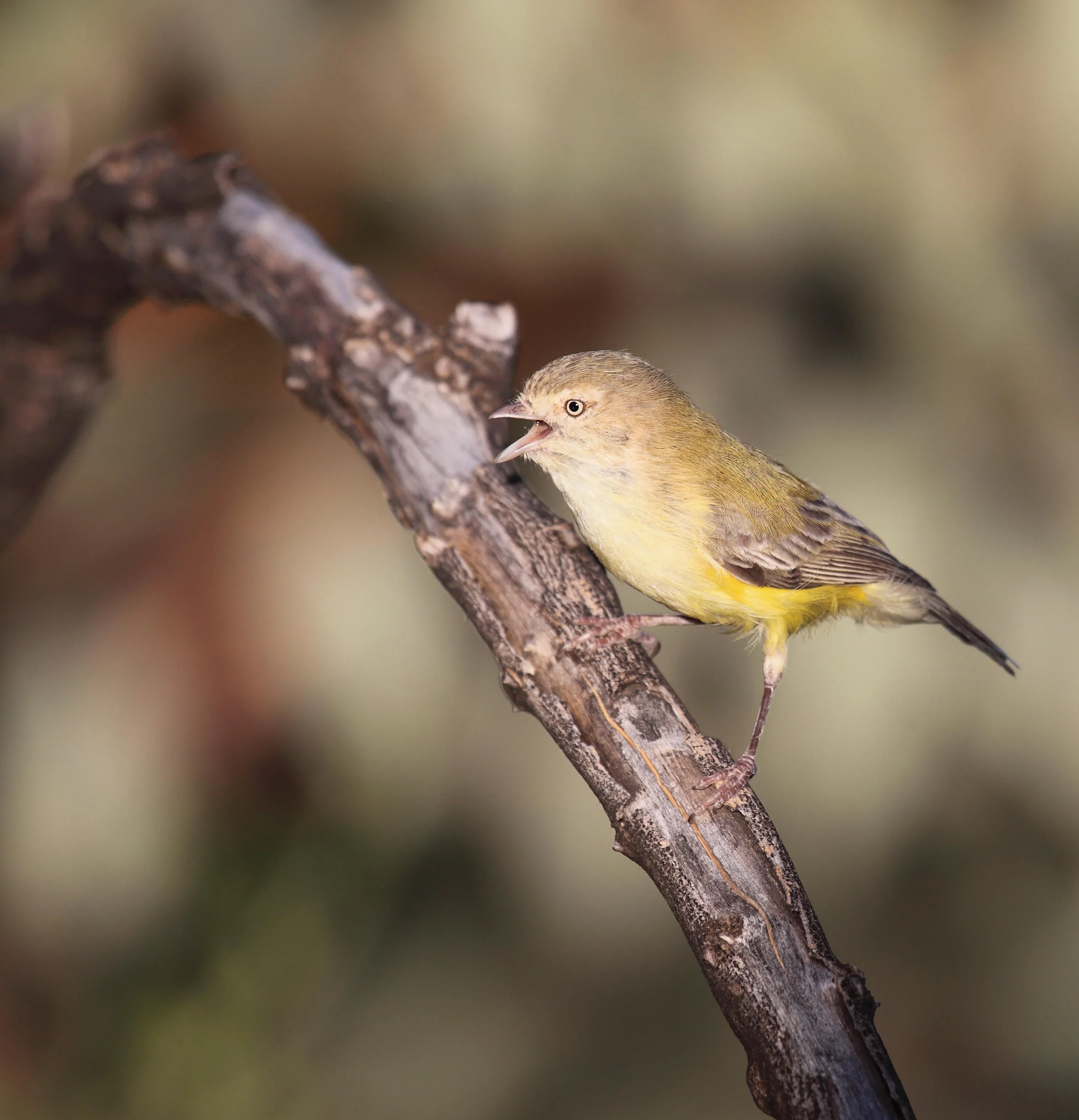Weebill Smicrornis brevirostris