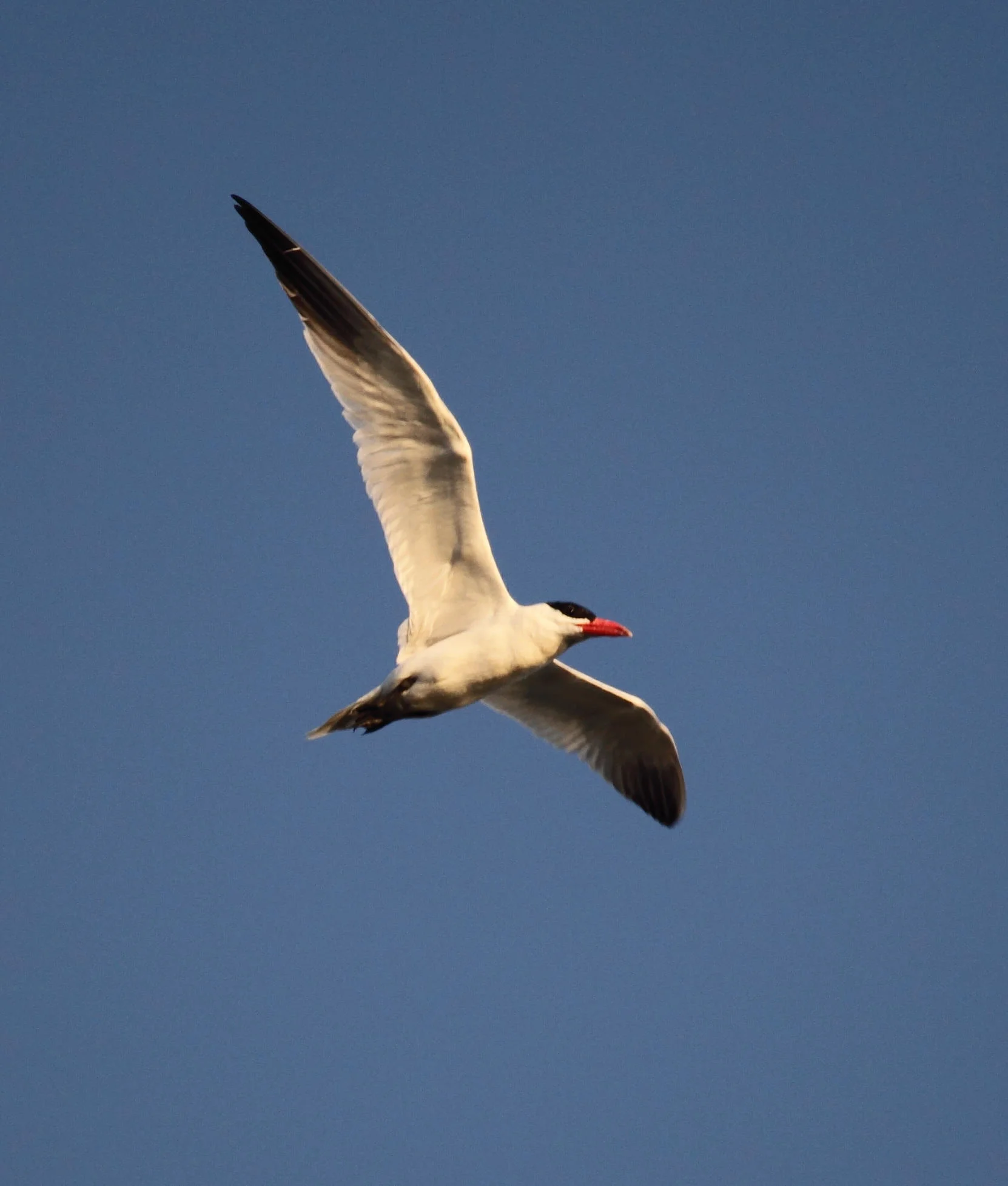 Caspian Tern Hydroprogne caspia