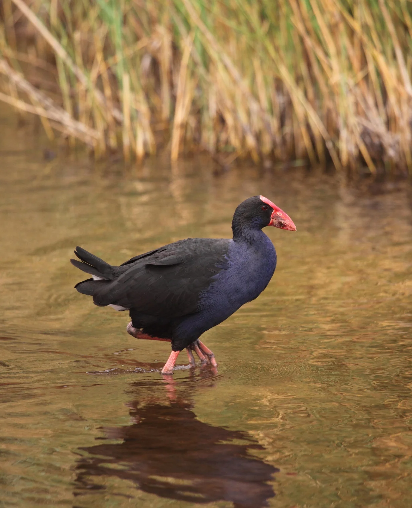 Purple Swamphen Porphyrio porphyrio