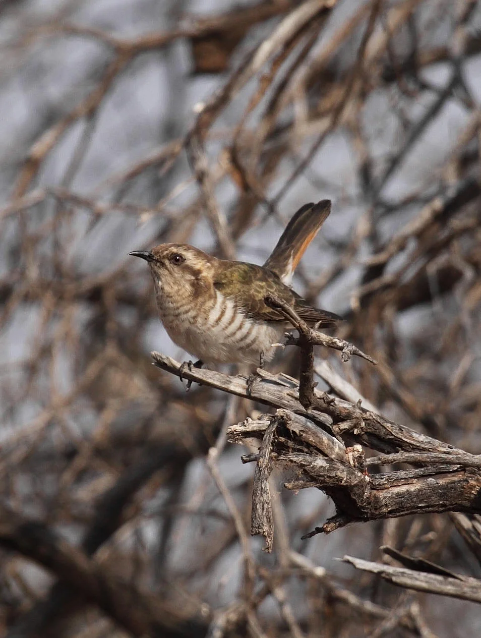 Horsfield's Bronze-cuckoo Chrysococcyx basalis