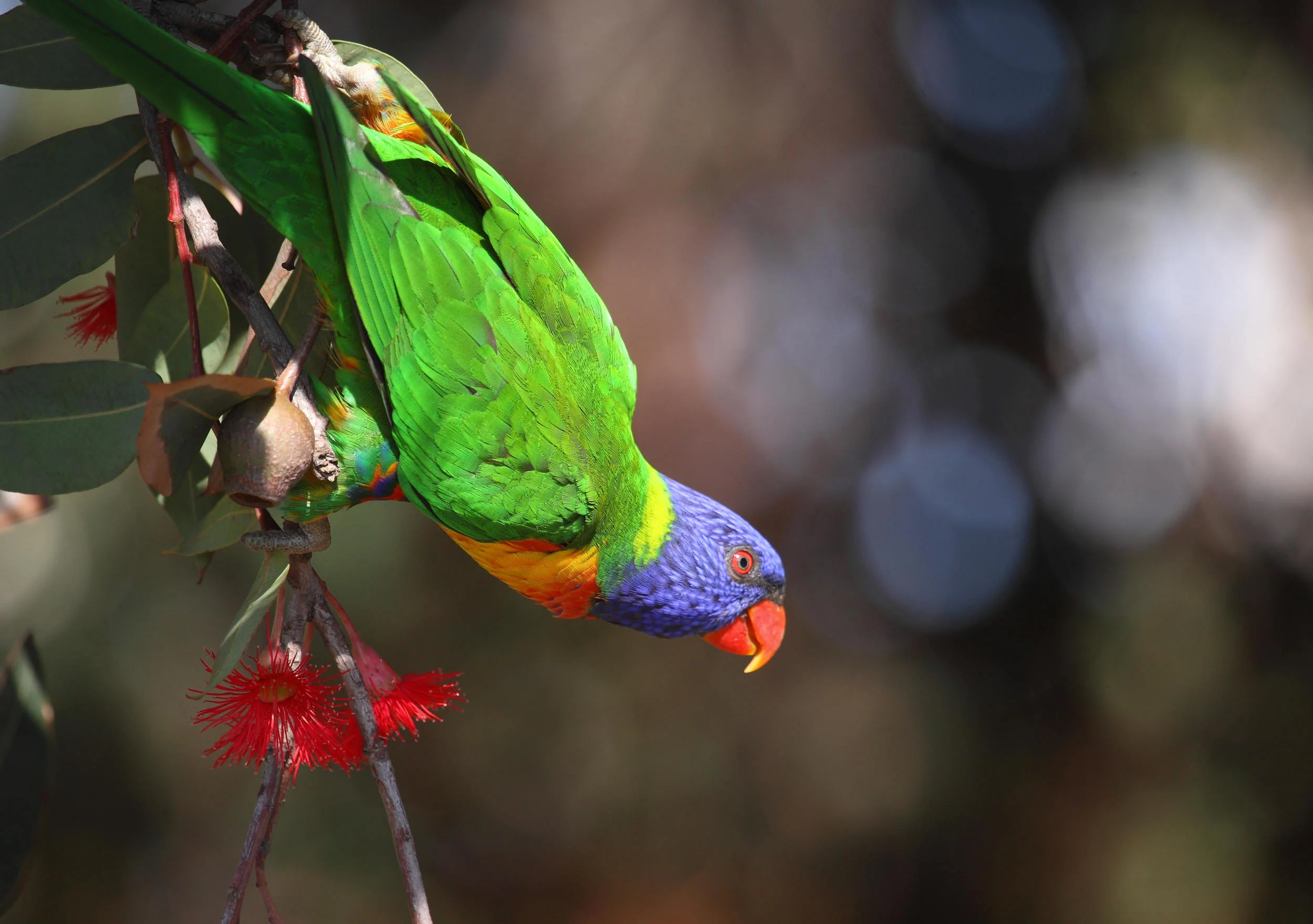 Rainbow Lorikeet Trichoglossus moluccanus