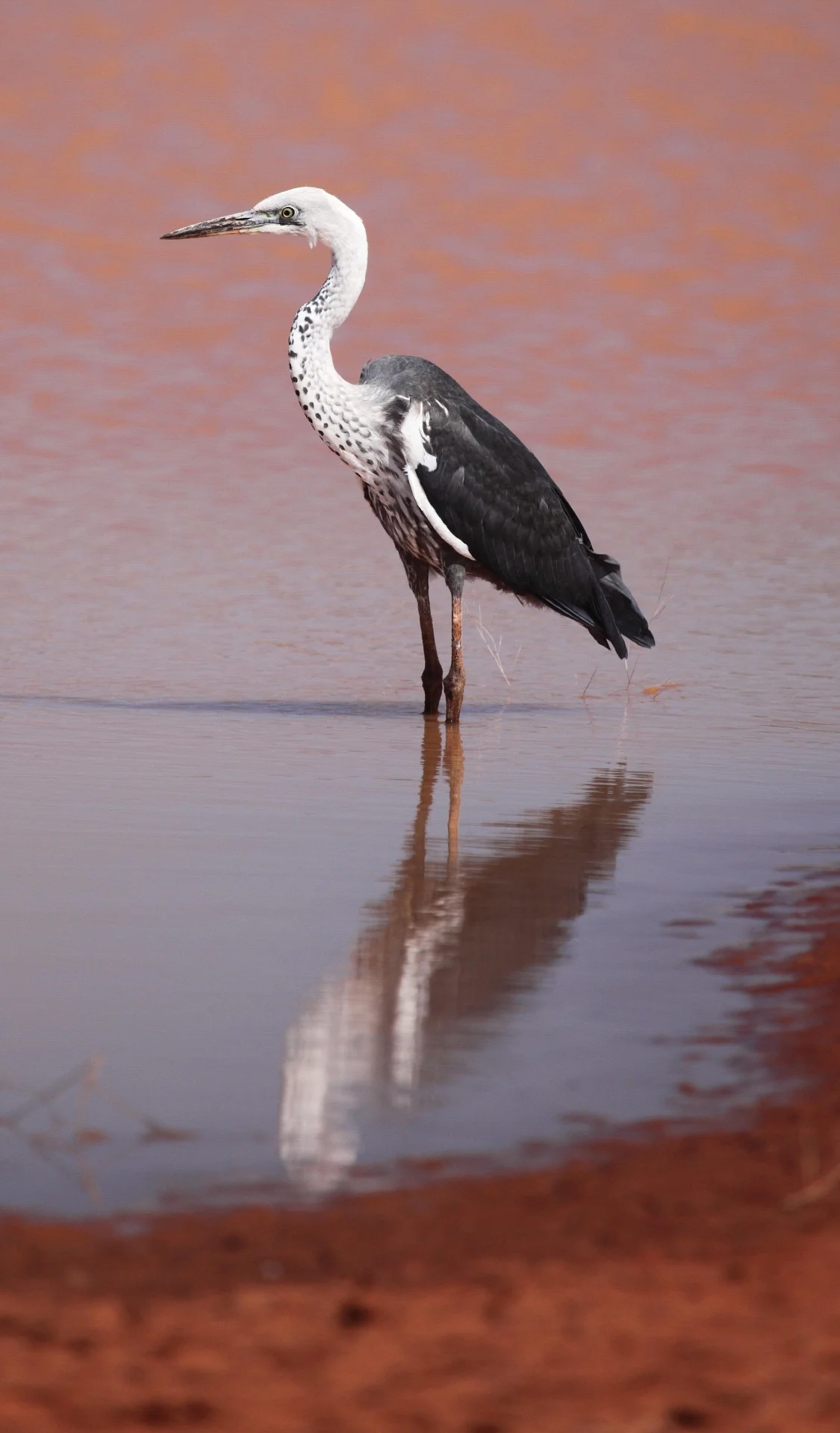 White-necked Heron Ardea pacifica