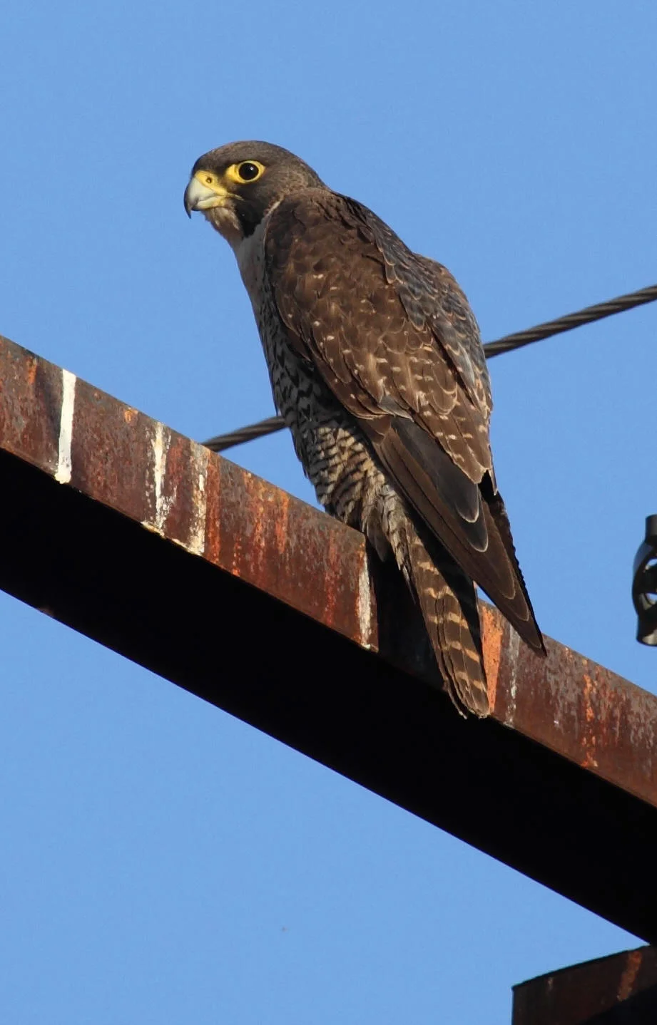 Peregrine Falcon Falco peregrinus