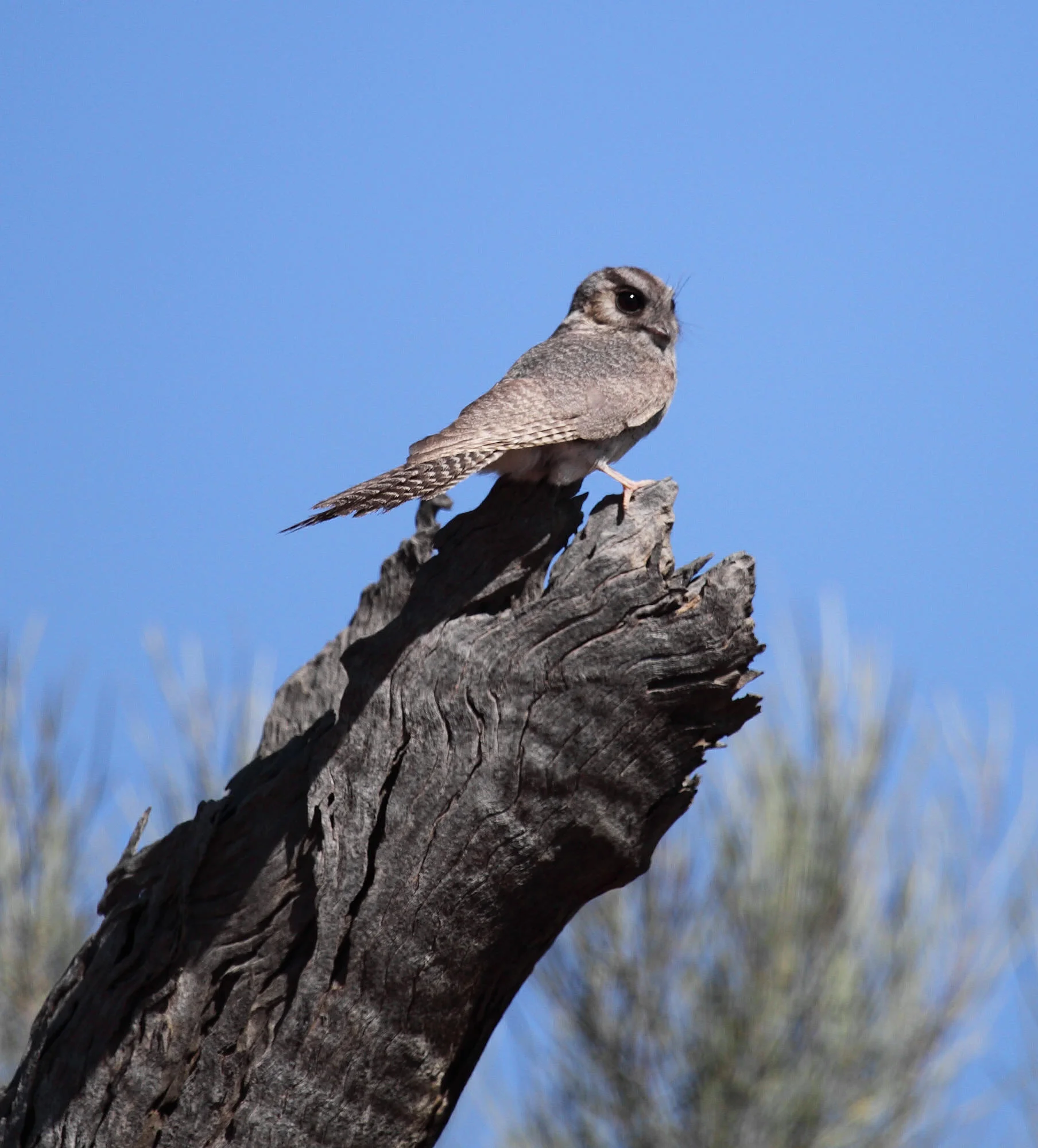 Australian Owlet-nightjar Aegotheles cristatus