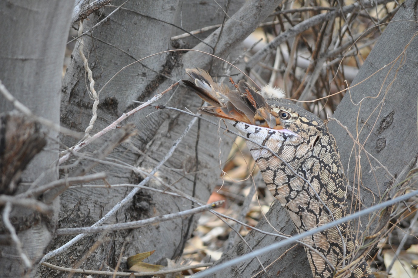 Perentie Varanus giganteus , devouring a Spinifex Pigeon Geophaps plumifera . Pic by Sabine Gonelli.