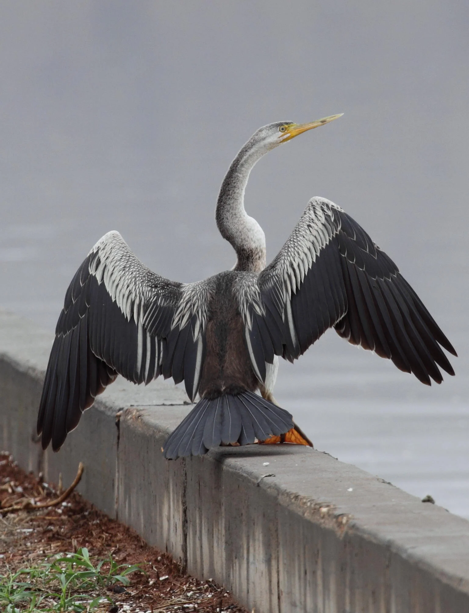 Australasian Darter Anhinga novaehollandiae