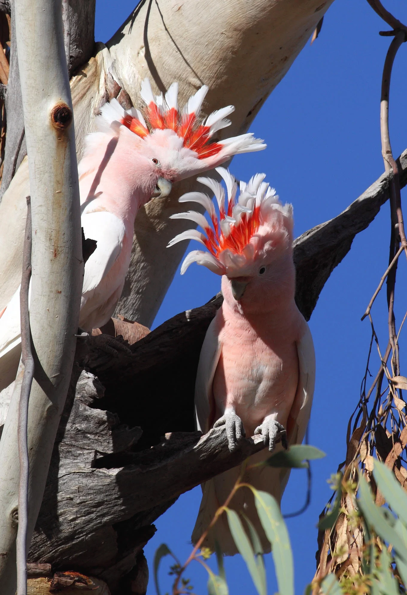 Major Mitchell's Cockatoo Lophocroa leadbeateri