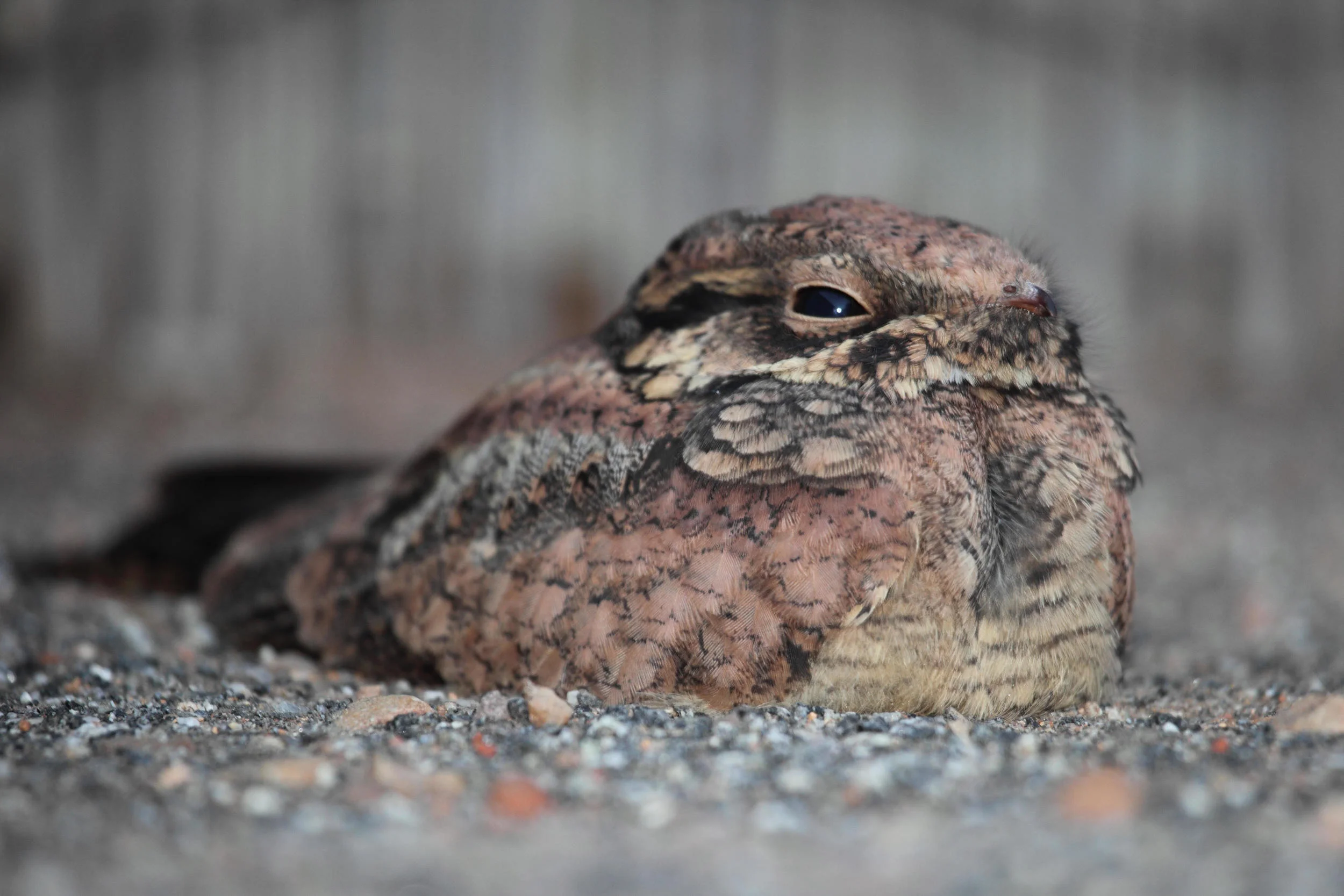 Immature Spotted Nightjar Eurostopodus argus