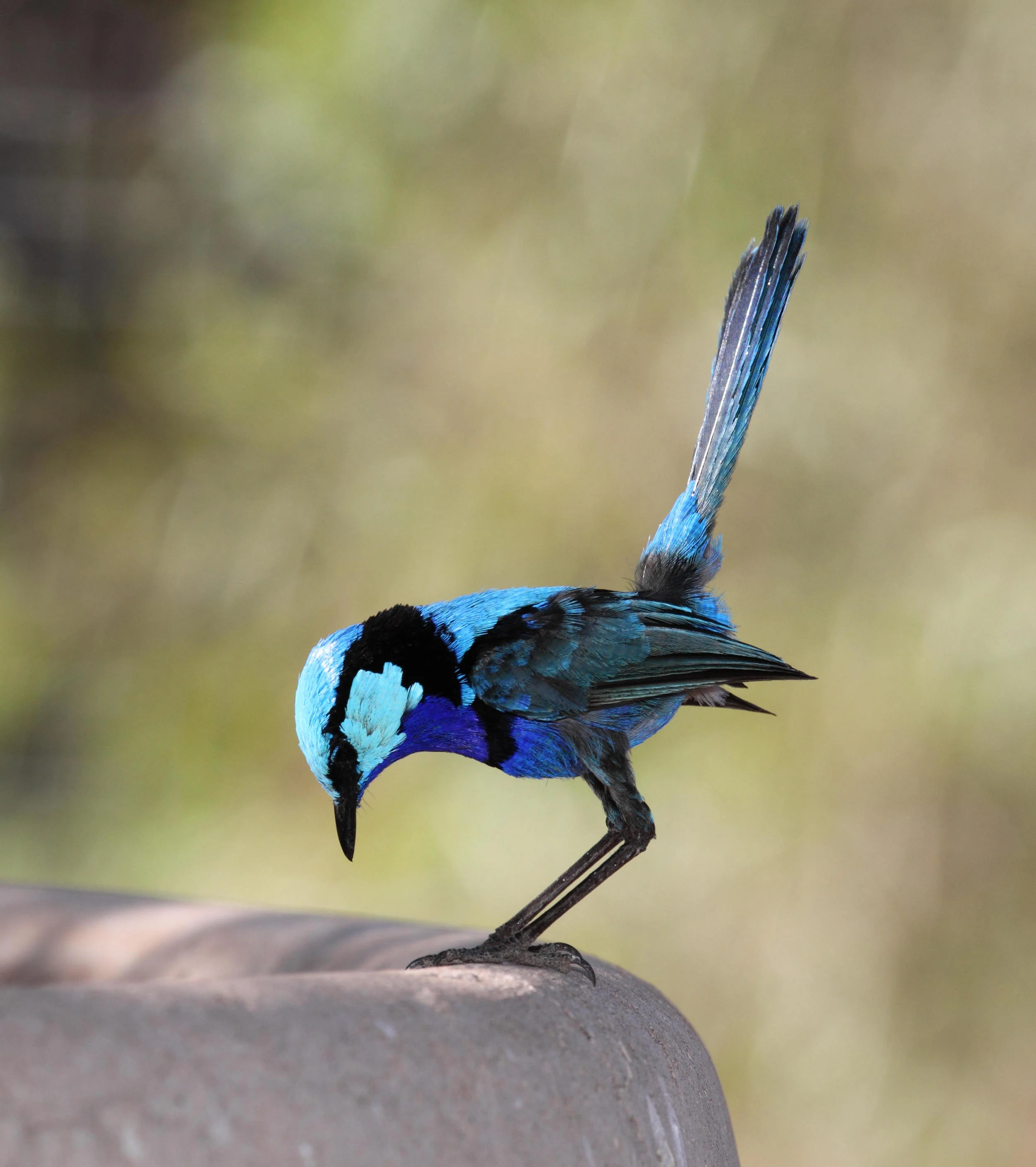 Splendid Fairy-wren Malurus splendens