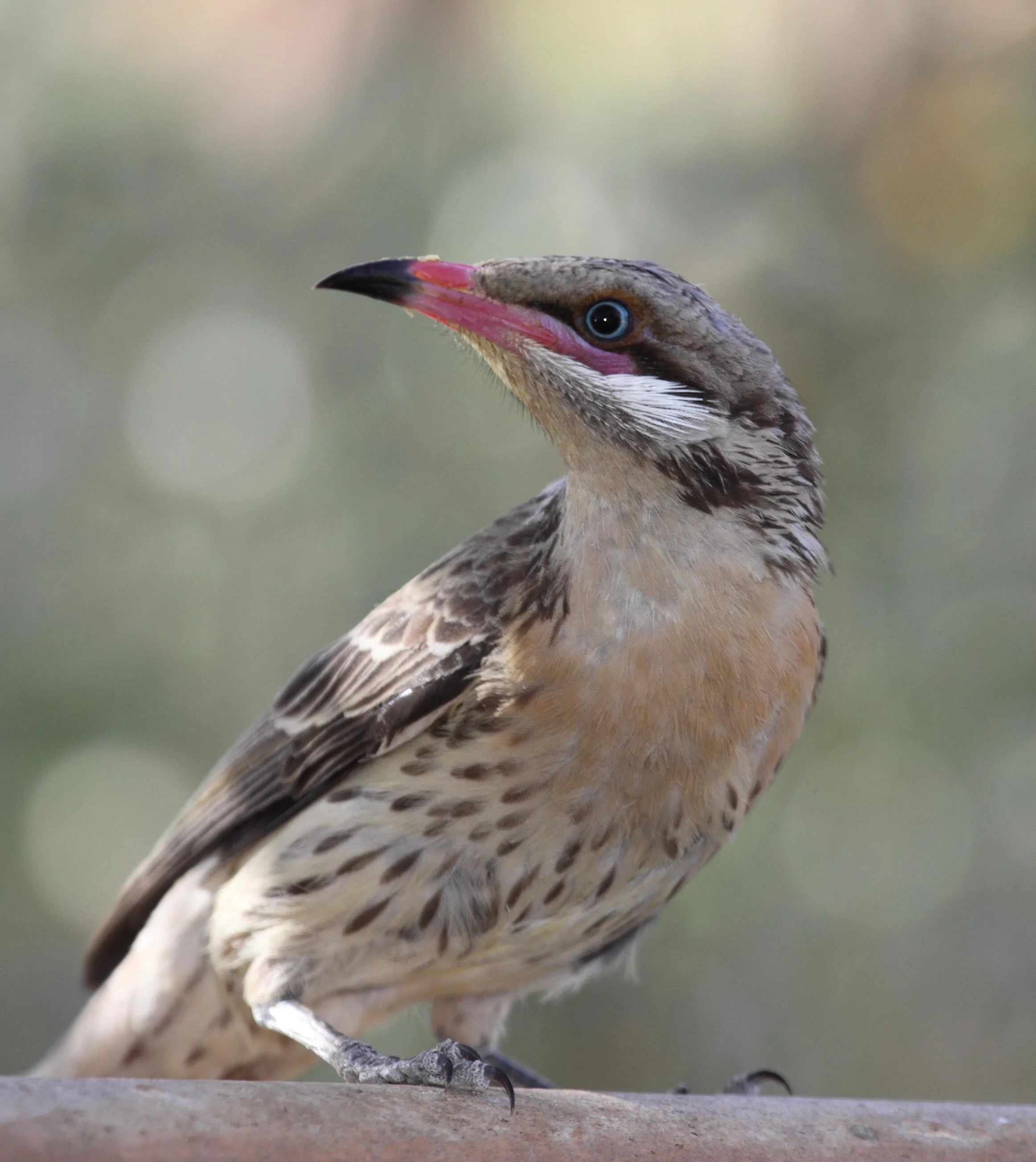 Spiny-cheeked Honeyeater  Acanthagenys rufogularis