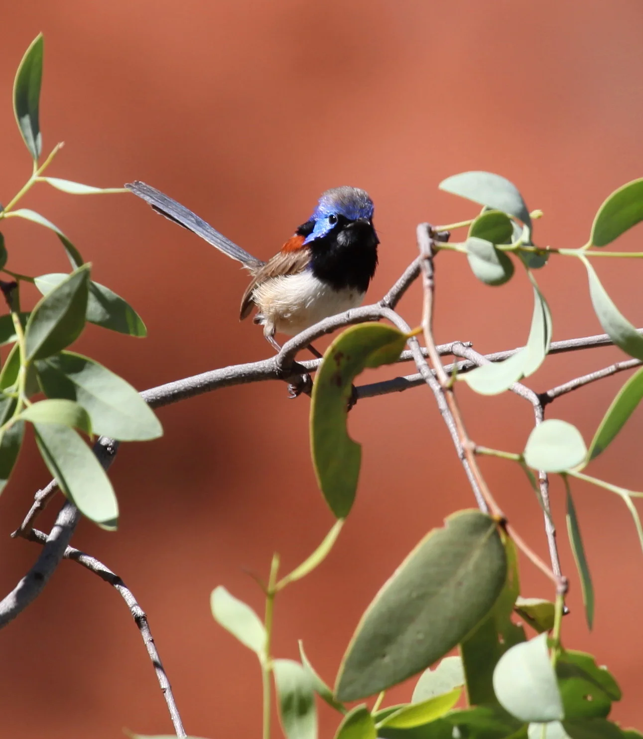 Variegated Fairy-wren Malurus lamberti