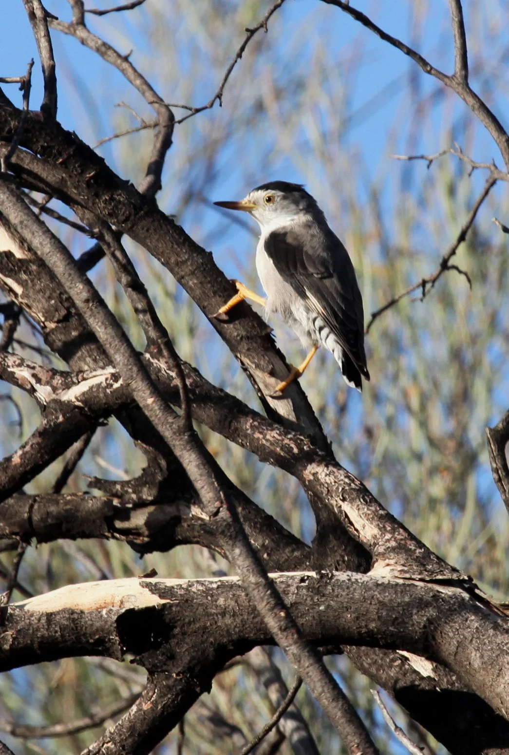 Varied Sittella Daphoenositta chrysoptera