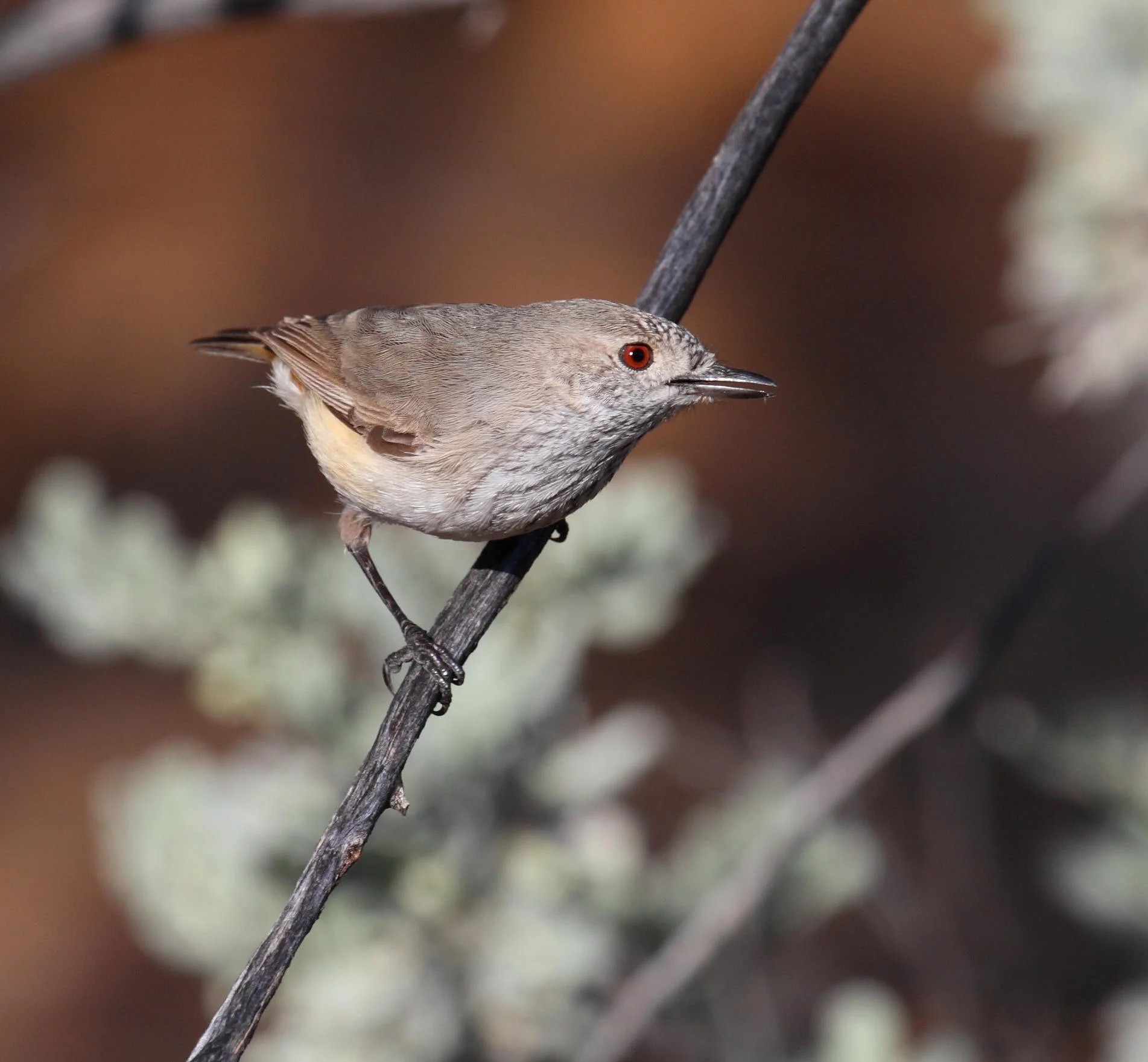 Inland Thornbill Acanthiza apicalis