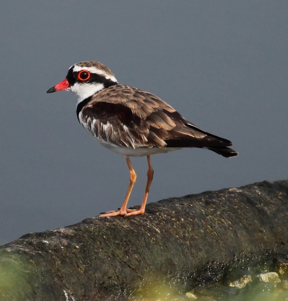 Black-fronted Dotterel Elseyornis melanops