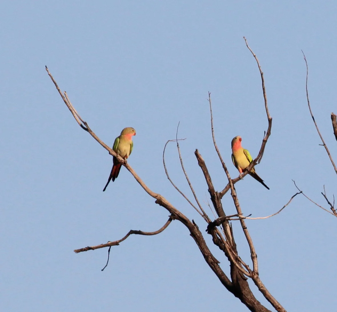 Princess Parrot Polytelis alexandrae