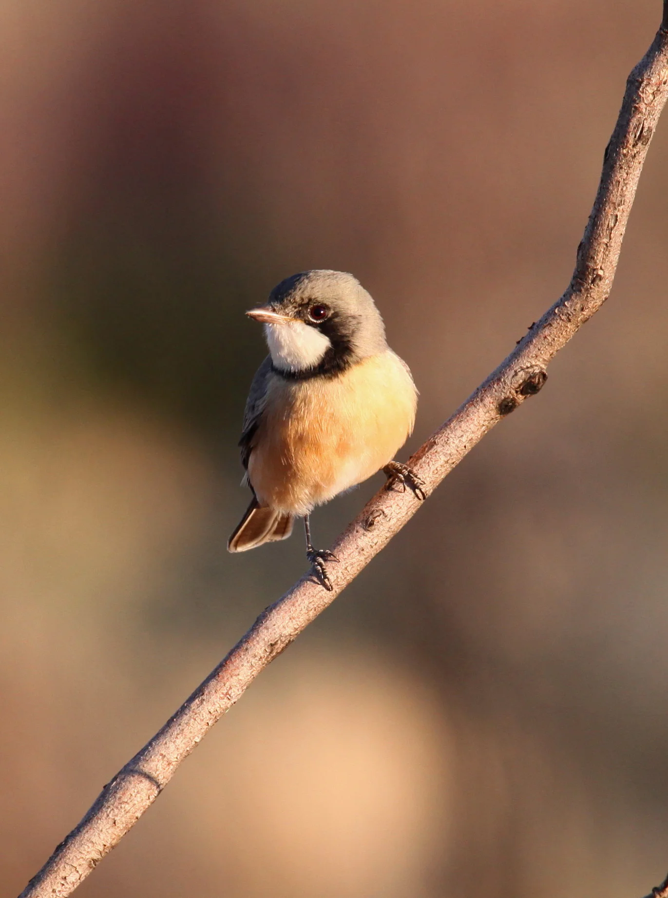 Rufous Whistler Pachycephala rufiventris