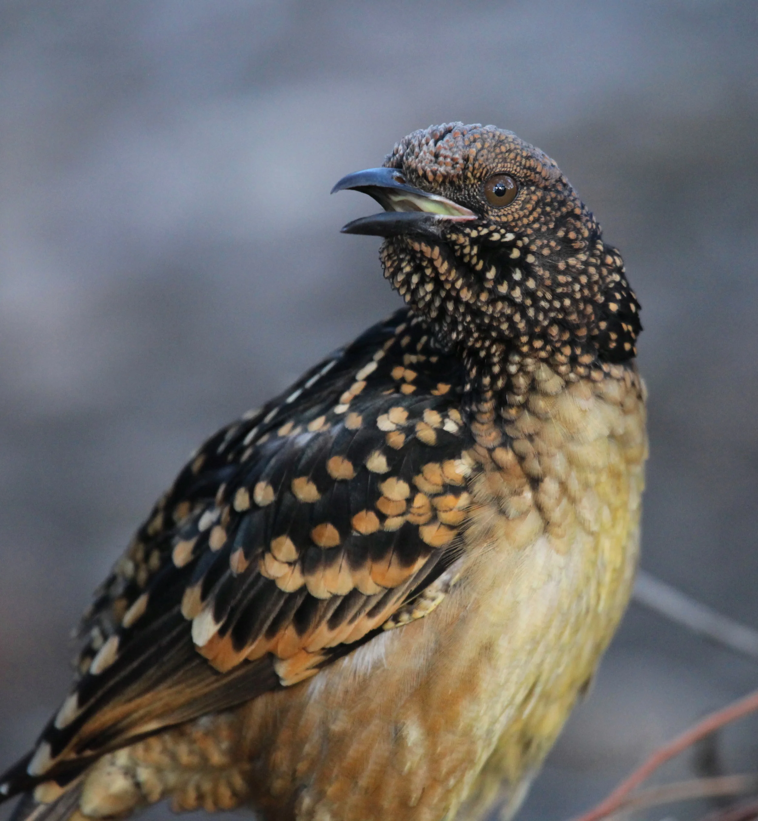 Western Bowerbird Chlamydera guttata