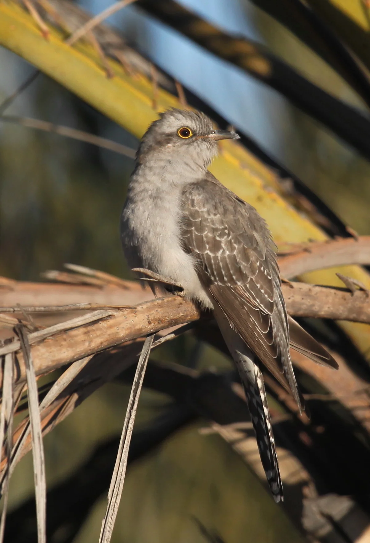 Pallid Cuckoo Cacomantis pallidus