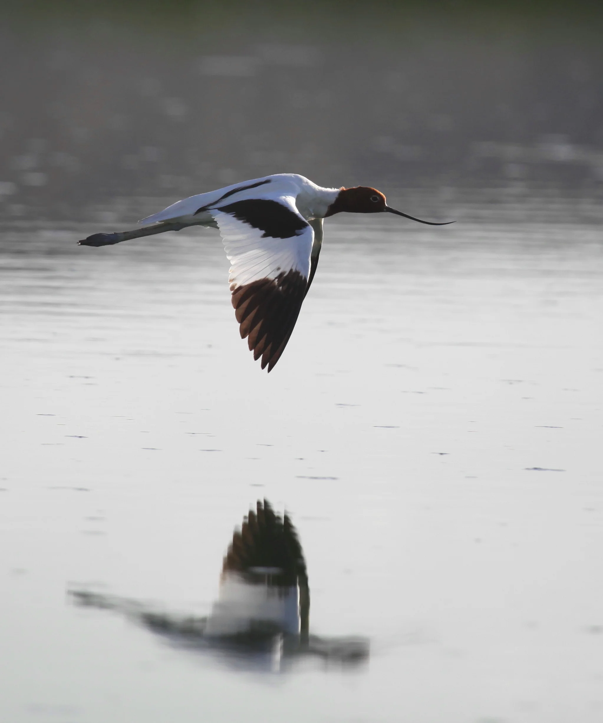 Red-necked Avocet Recurvirostra novaehollandiae