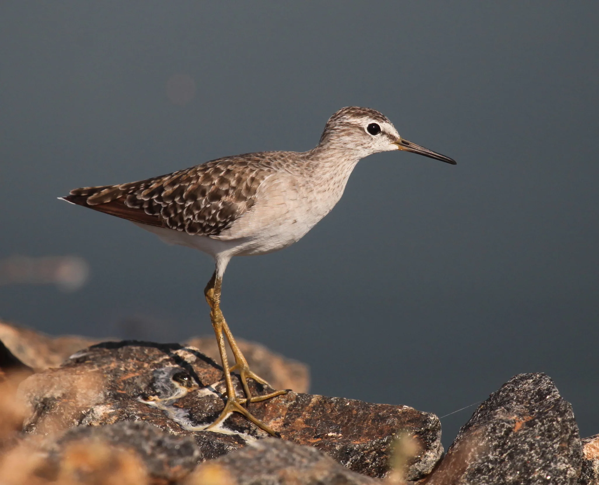 Wood Sandpiper Tringa glareola