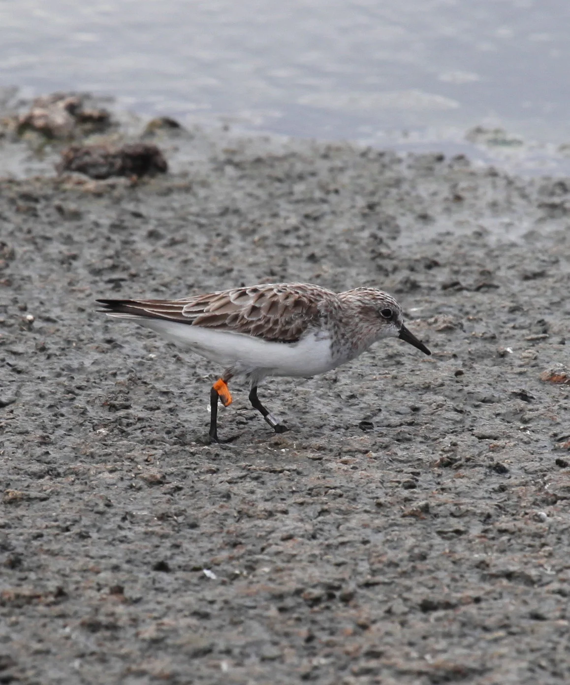 Red-necked Stint Calidris ruficollis