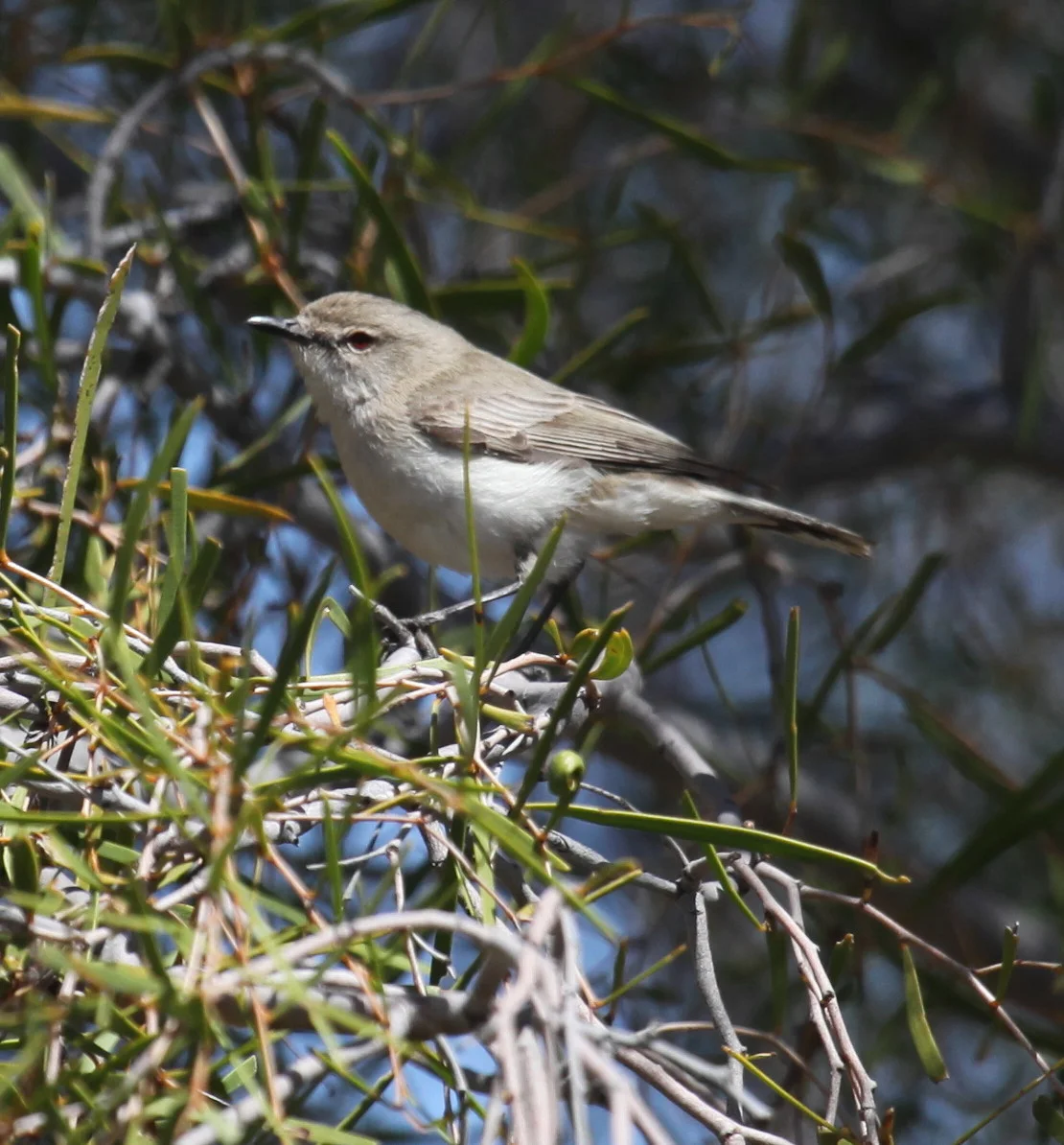 Western Gerygone Gerygone fusca