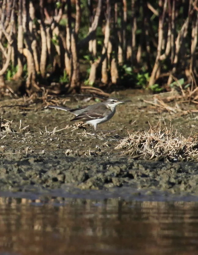 Eastern Yellow Wagtail Motacilla tschutschensis