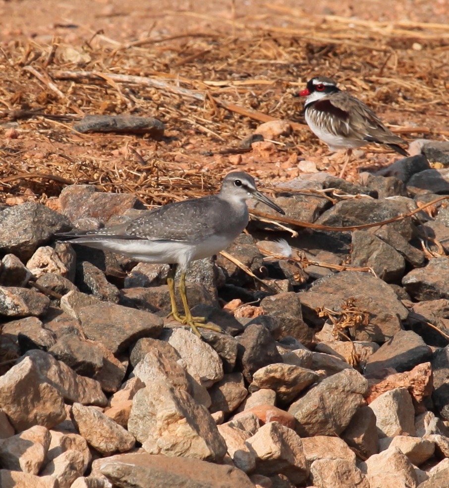 Grey-tailed Tattler  Tringa brevipes  (front) with a Black-fronted Dotterel  Elseyornis melanops
