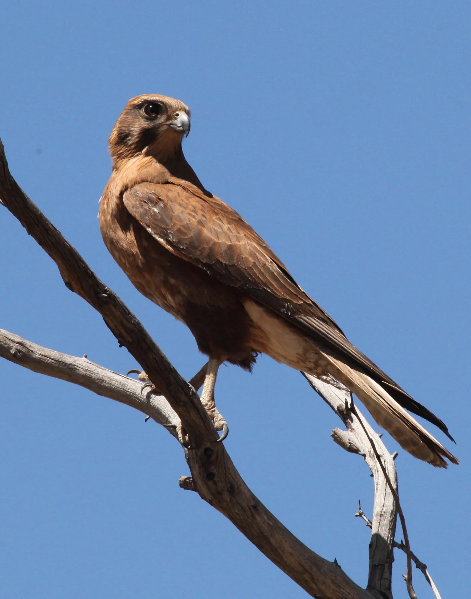 Brown Falcon  Falco berigora
