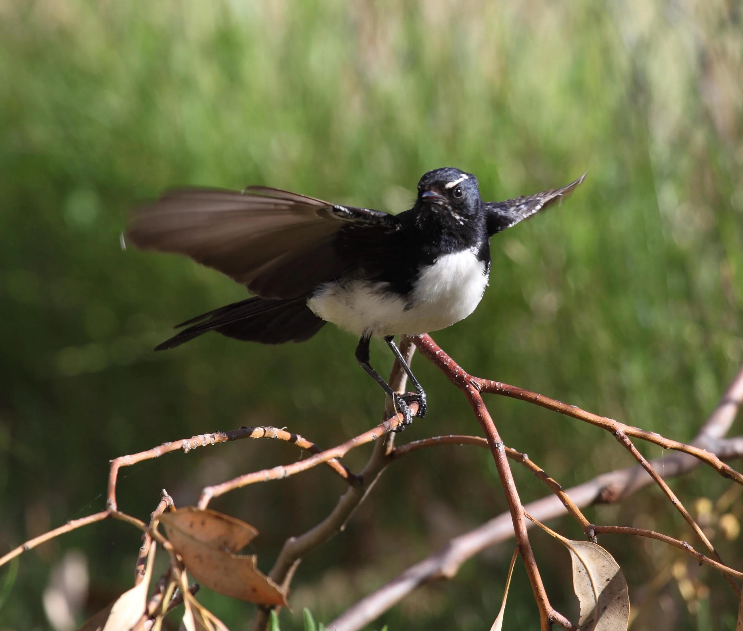 Willie Wagtail Rhipidura leucophrys , a true bird-watcher's bird.