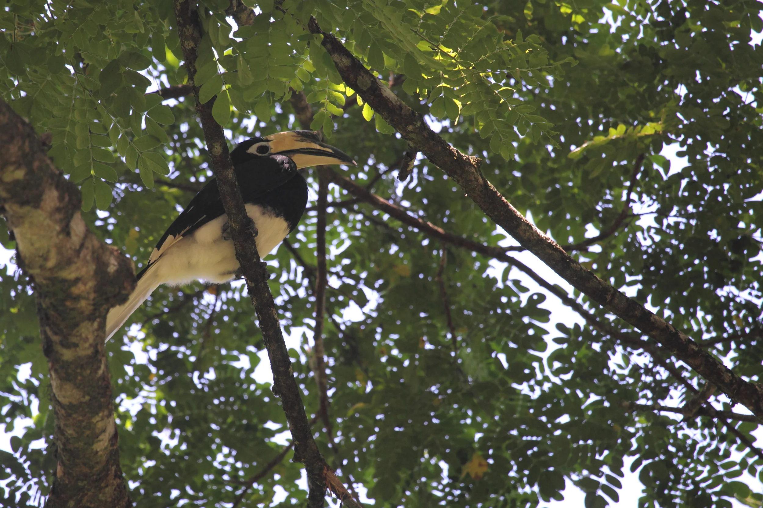 Oriental Pied Hornbill keeping cool below the canopy.
