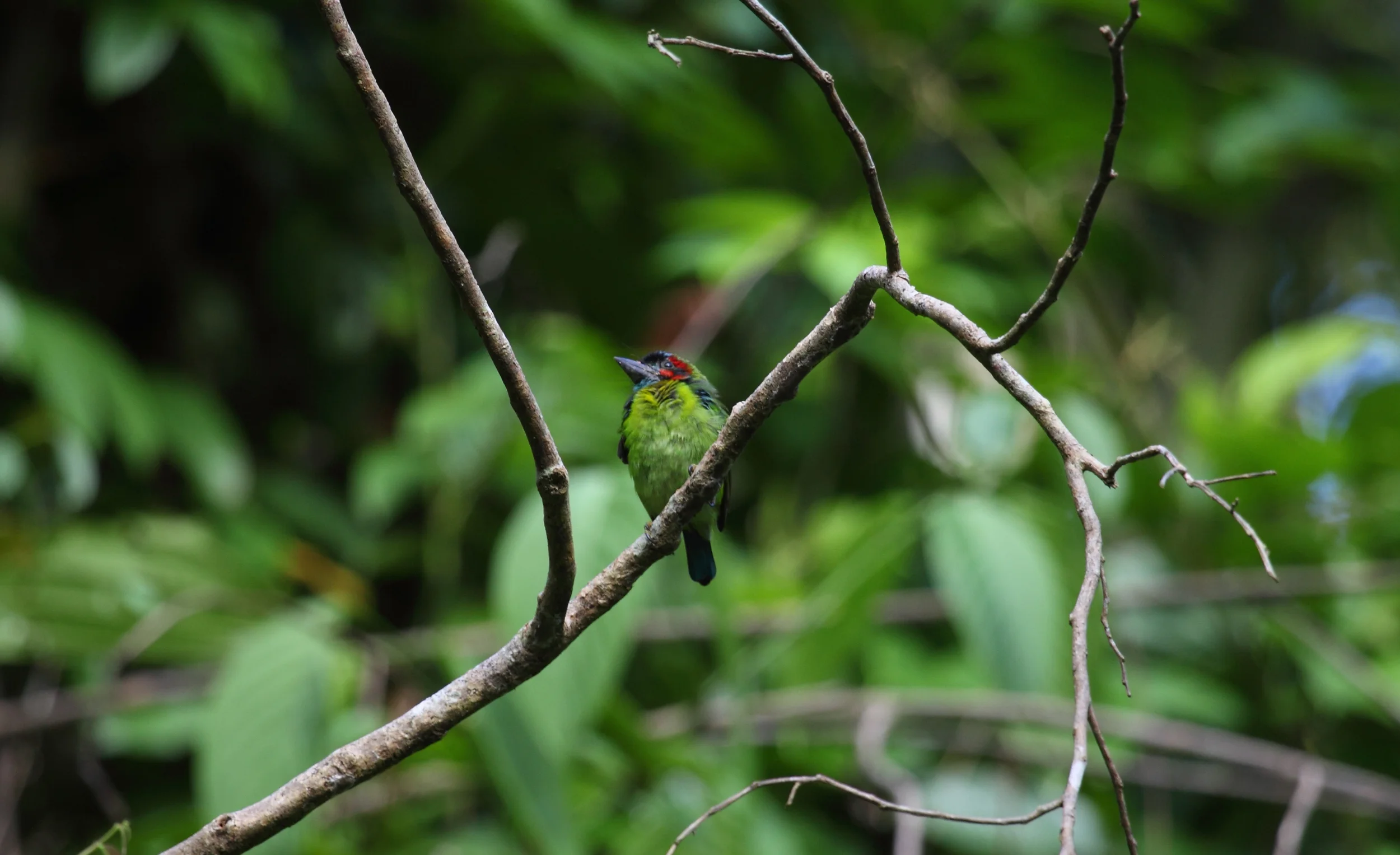Blue-eared Barbet along the trail to the mud volcano.