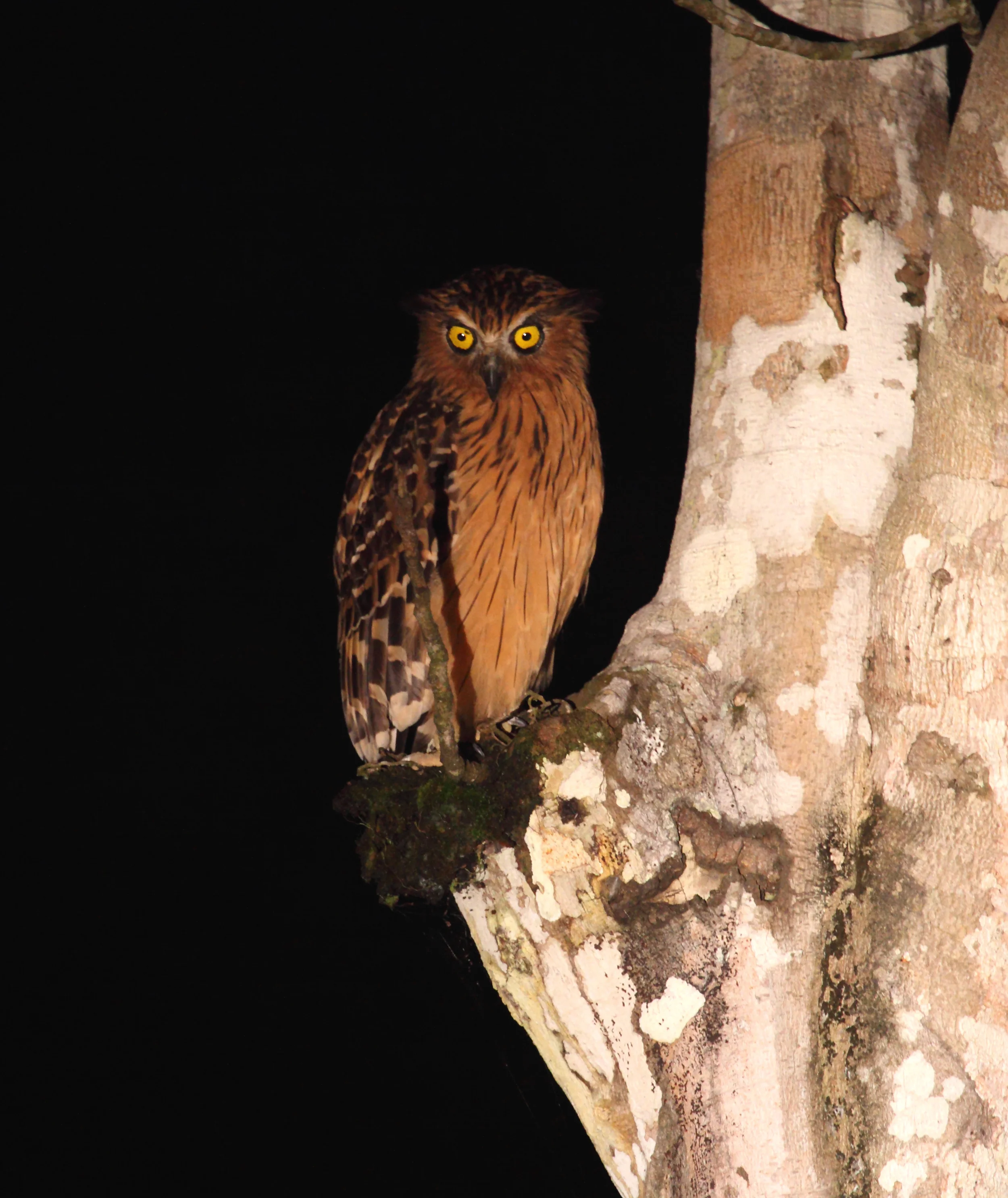 Buffy Fish Owl - a captivating animal.