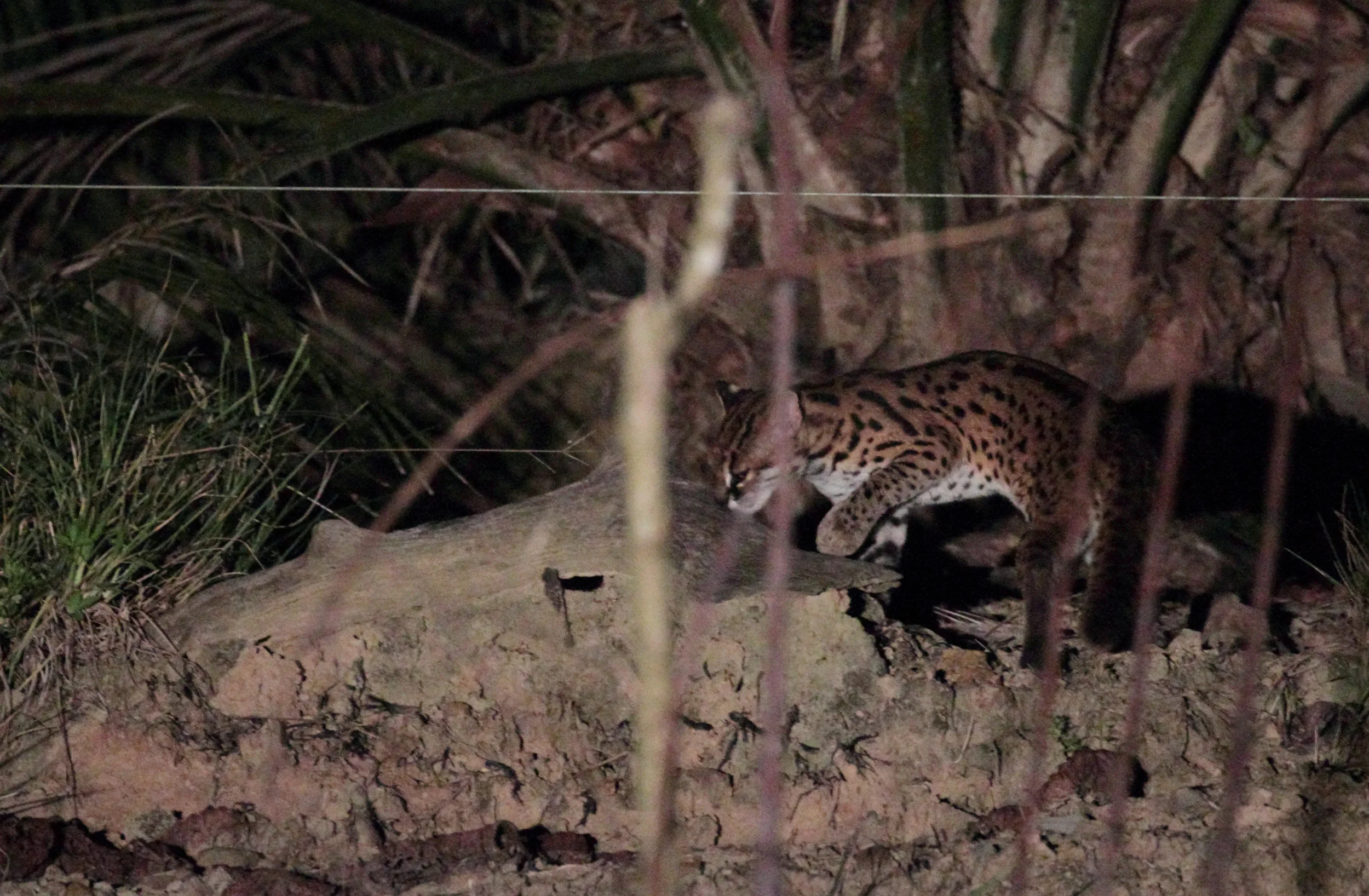 bengalensis 01.jpg