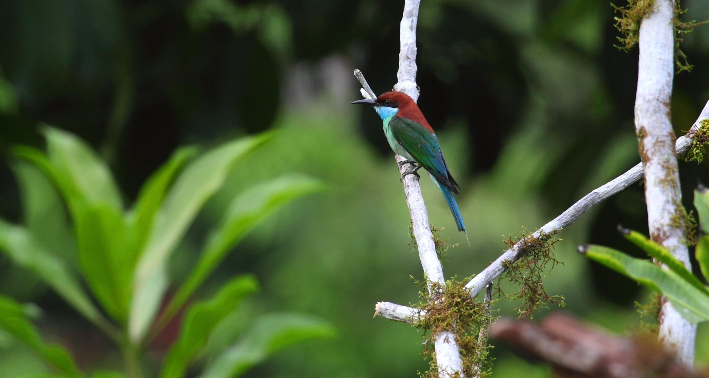 Blue-throated Bee-eater - one of the common residents of the Danum Valley.