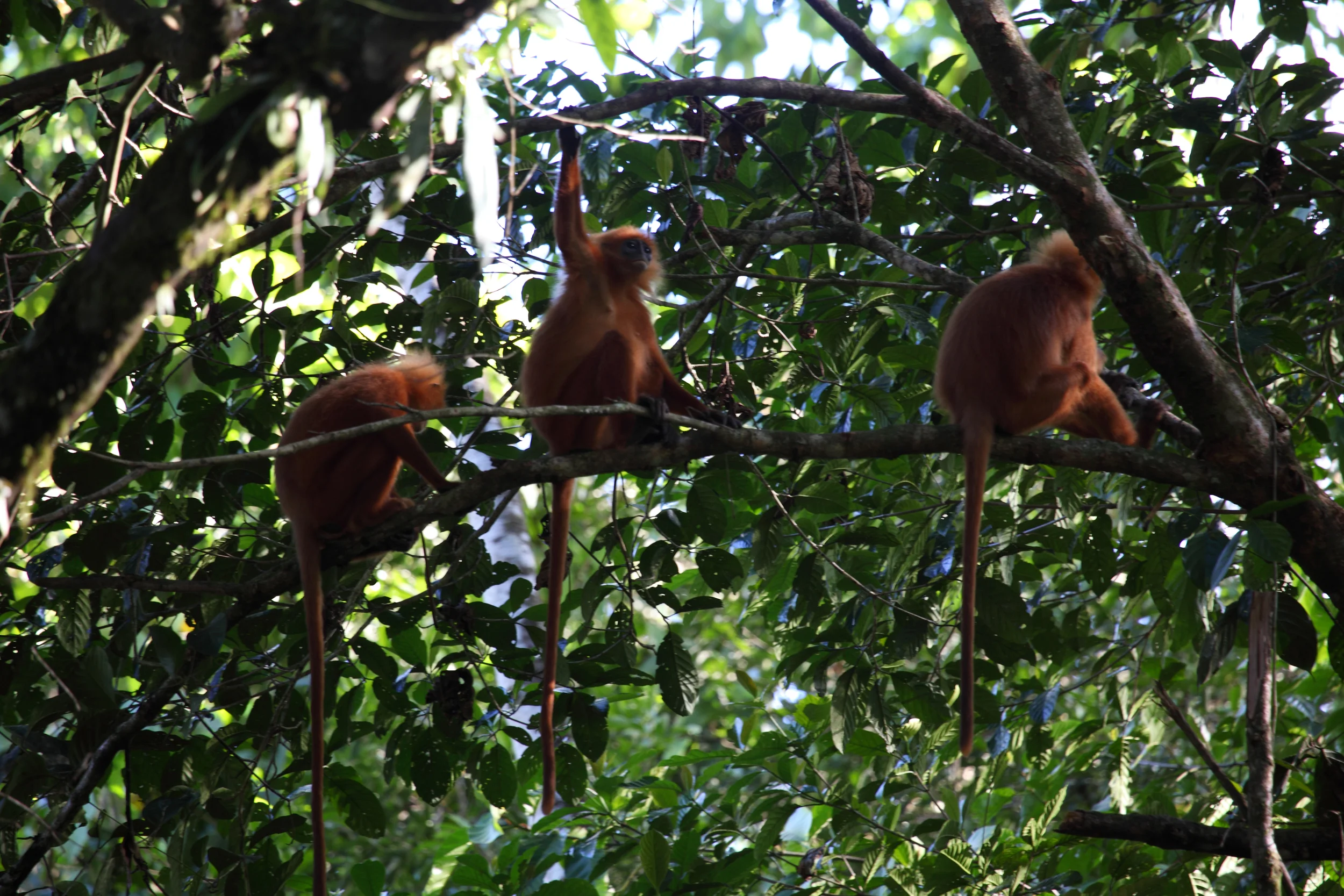Red Leaf Monkey: the other ginger primate.