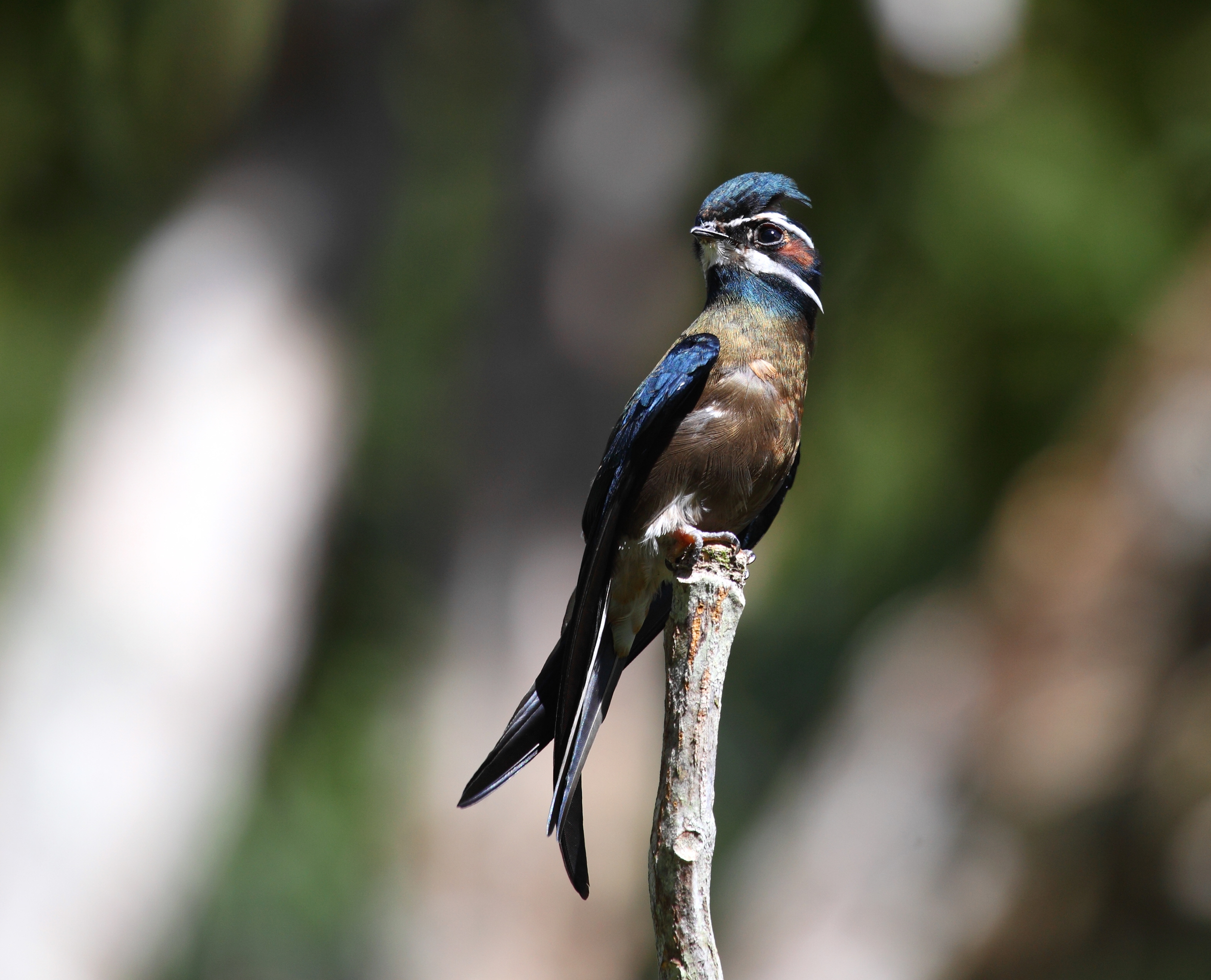 Whiskered Treeswift - just a yard bird here.